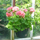 Hanging Basket at Michler's Florist.