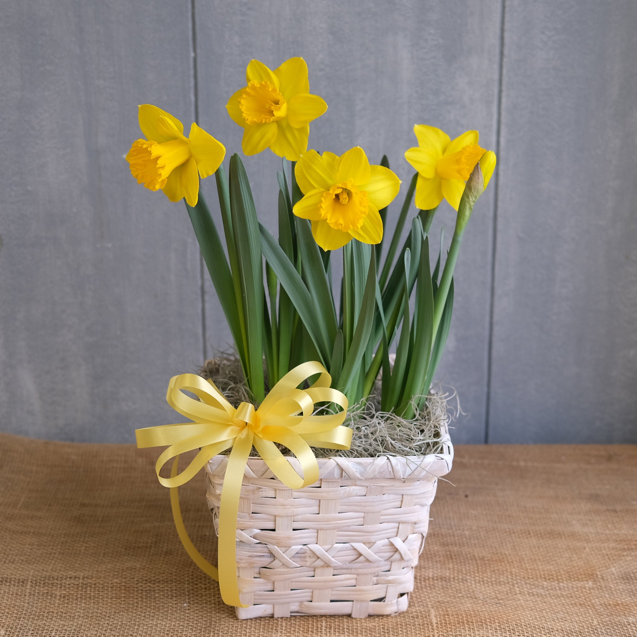 Pot of Daffodils l Michler Florist l Lexington Kentucky