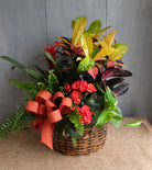 Bright blooming basket of indoor tropical plants