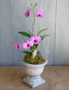 Dendrobium Orchid Pot.