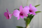 Dendrobium Orchid Plant.