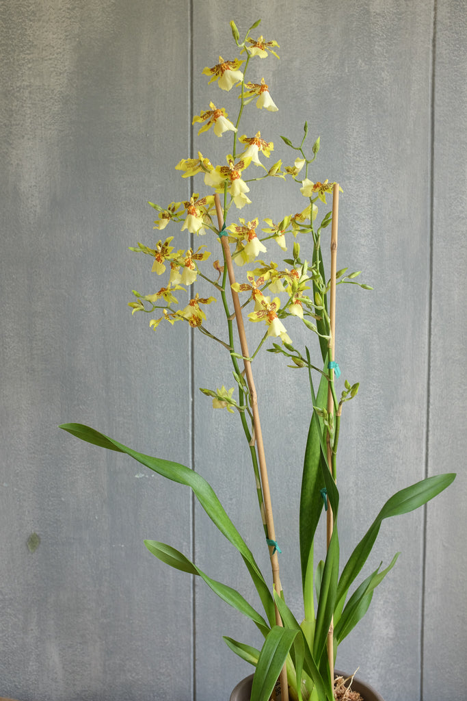 Blooming Oncidium Orchid