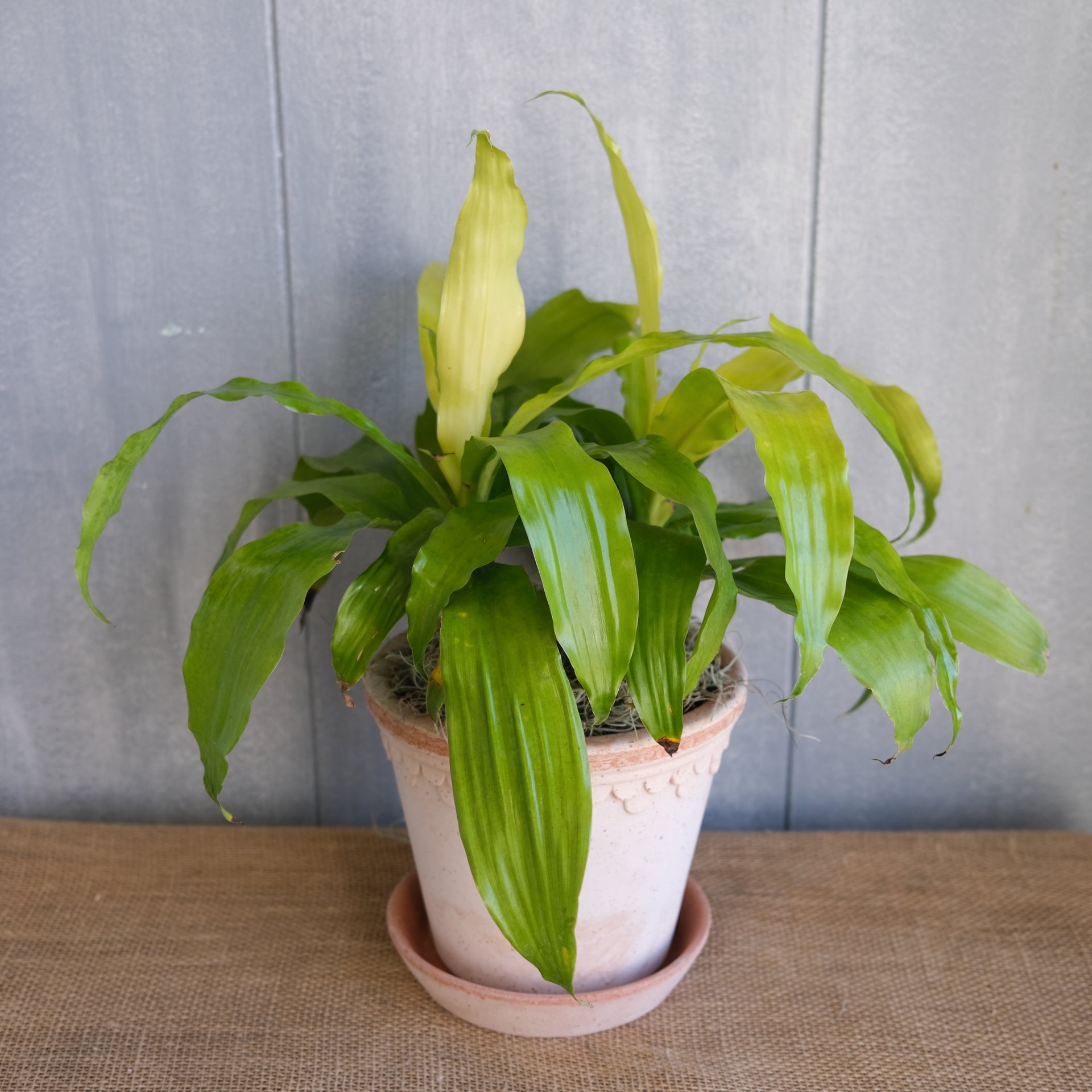 limelight dracaena plant Dracaena fragrans 'Limelight'