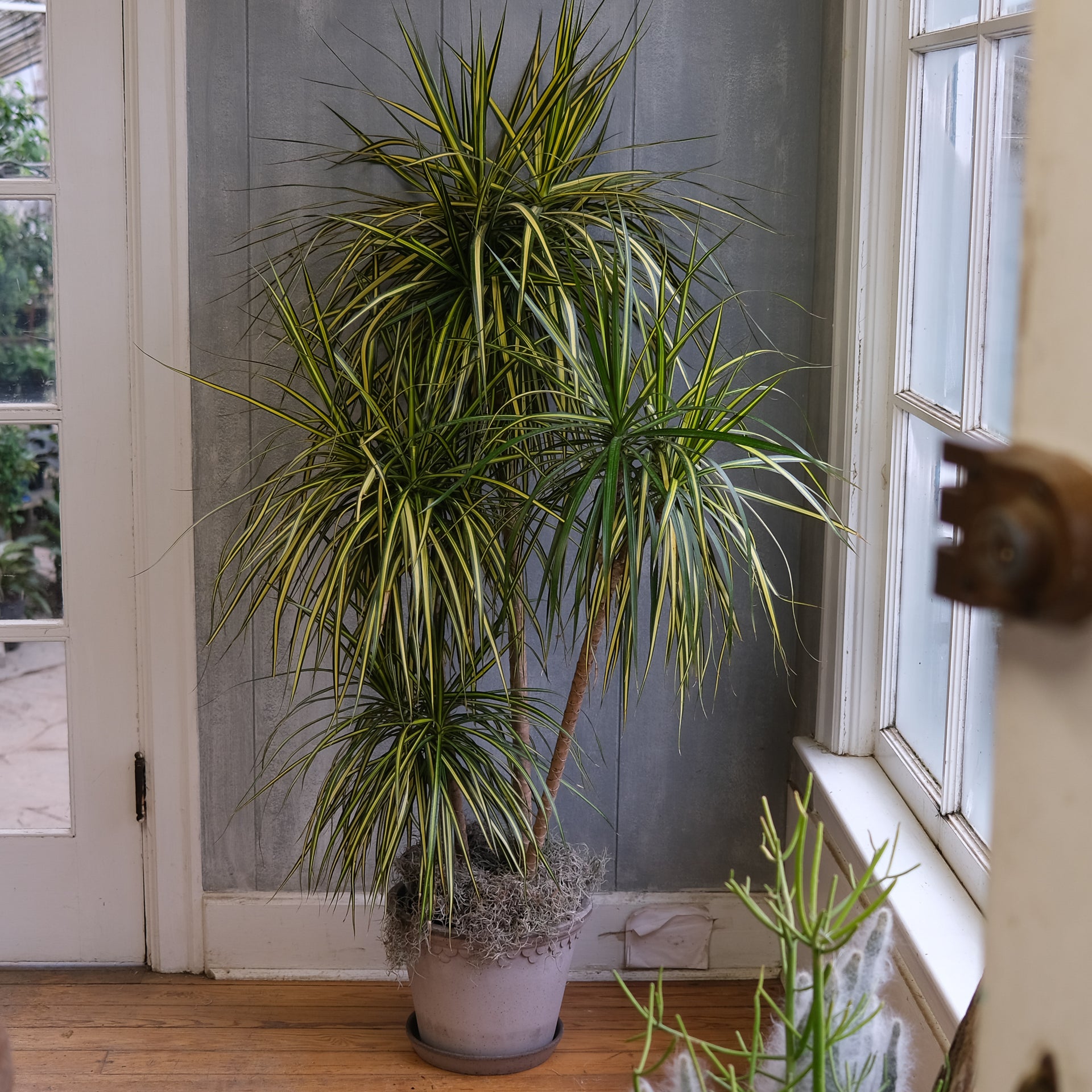 dracaena kedarnath plant Madagascar Dragon Tree | Lexington, KY