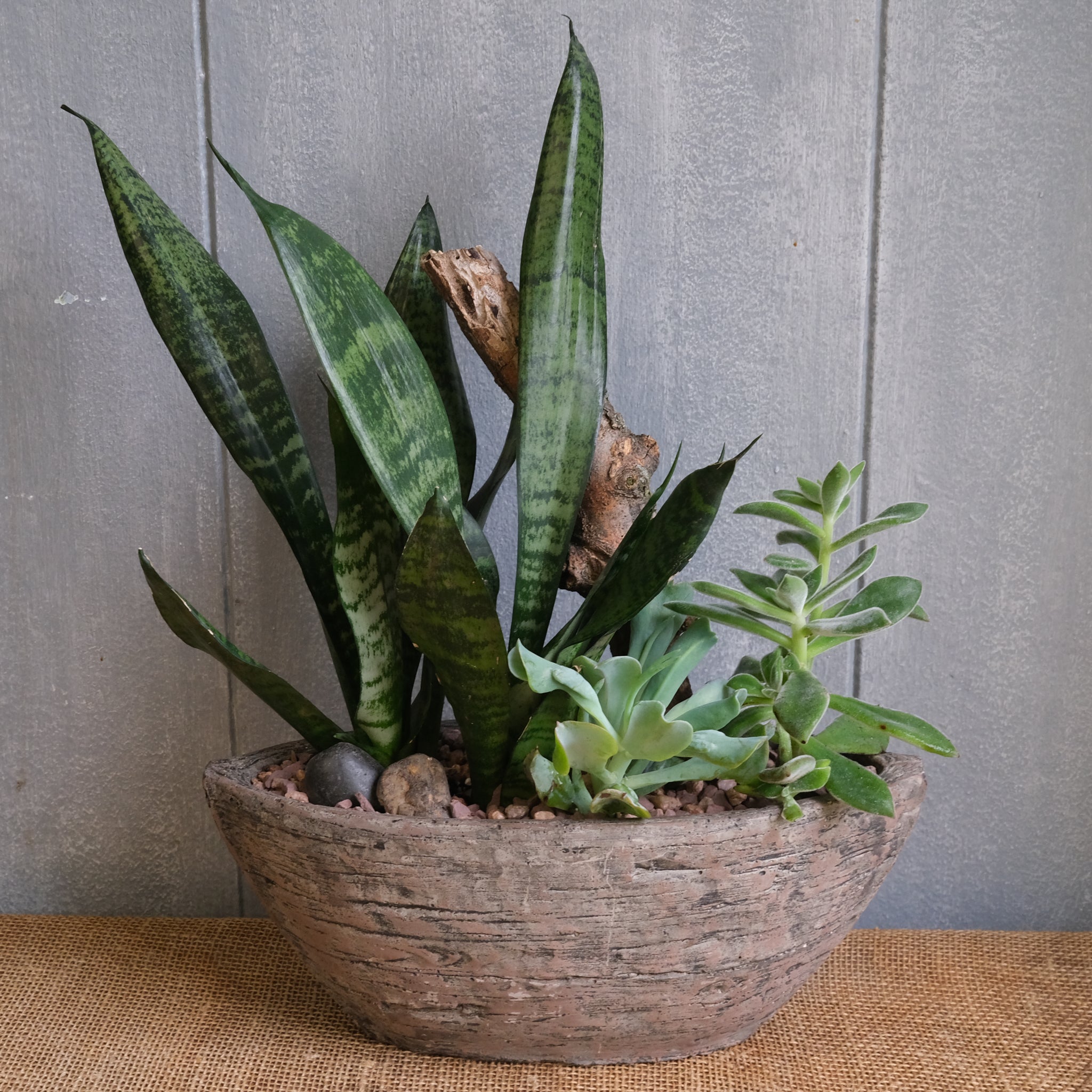 driftwood planter for succulents Succulent Driftwood Planter | Delivered in Lexington, KY