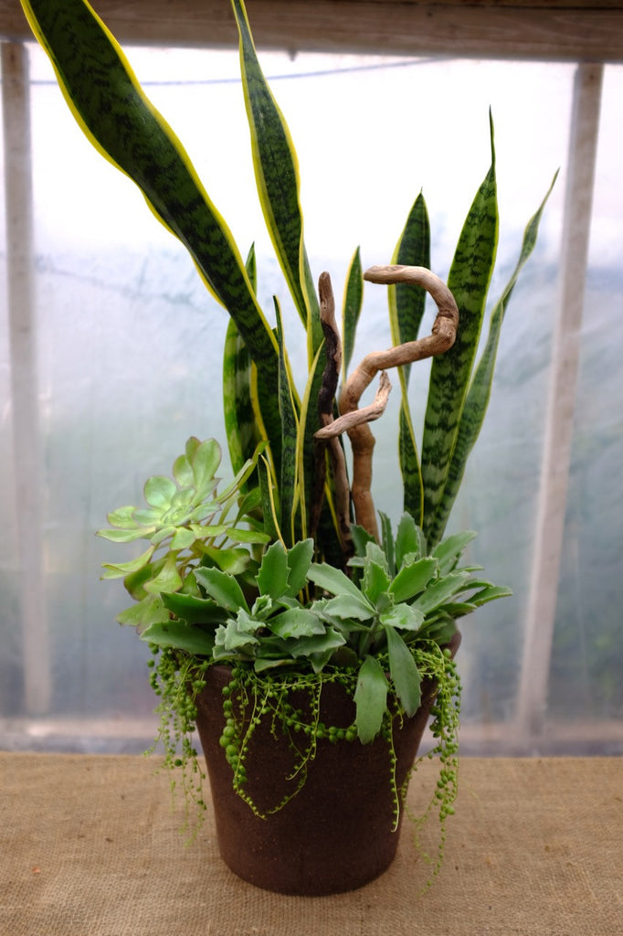 Large Indoor container garden with low moisture plants at Michler's Florist in Lexington, KY