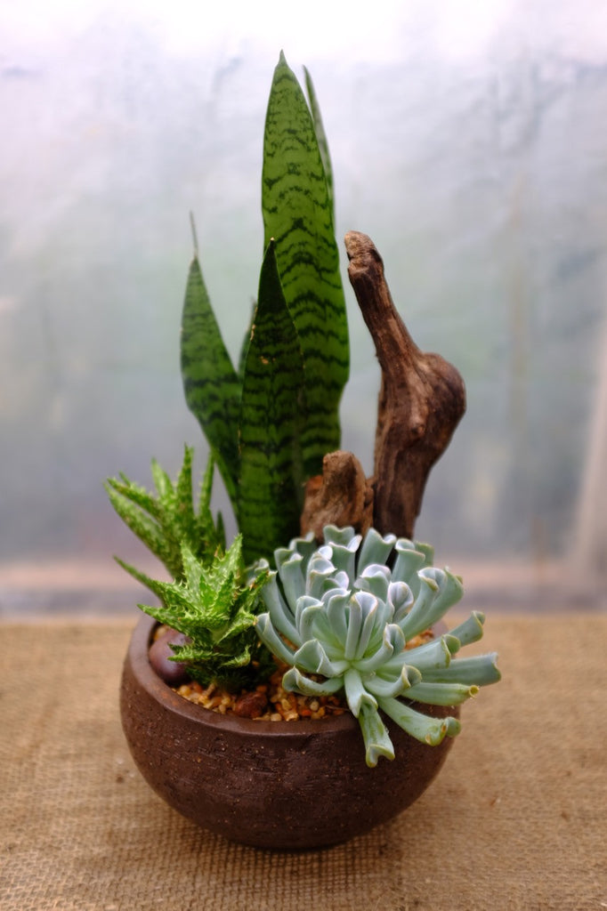 Black Clay Planter with Driftwood and Succulents