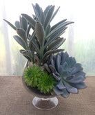 Succulent Planter in Glass Bowl at Michler's Florist in Lexington, KY