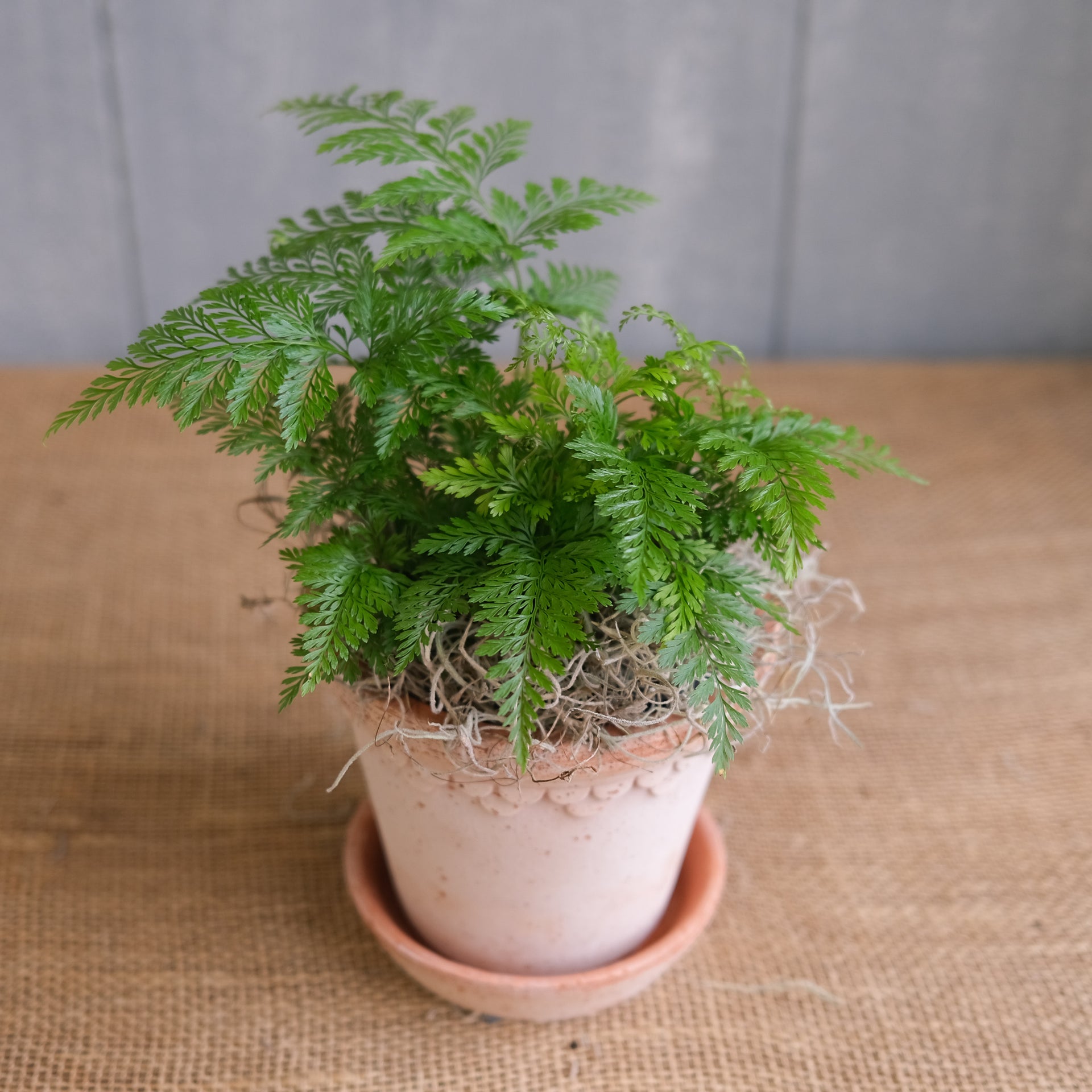 blue star fern rabbits foot Rabbit's Foot Fern | Lexington, KY