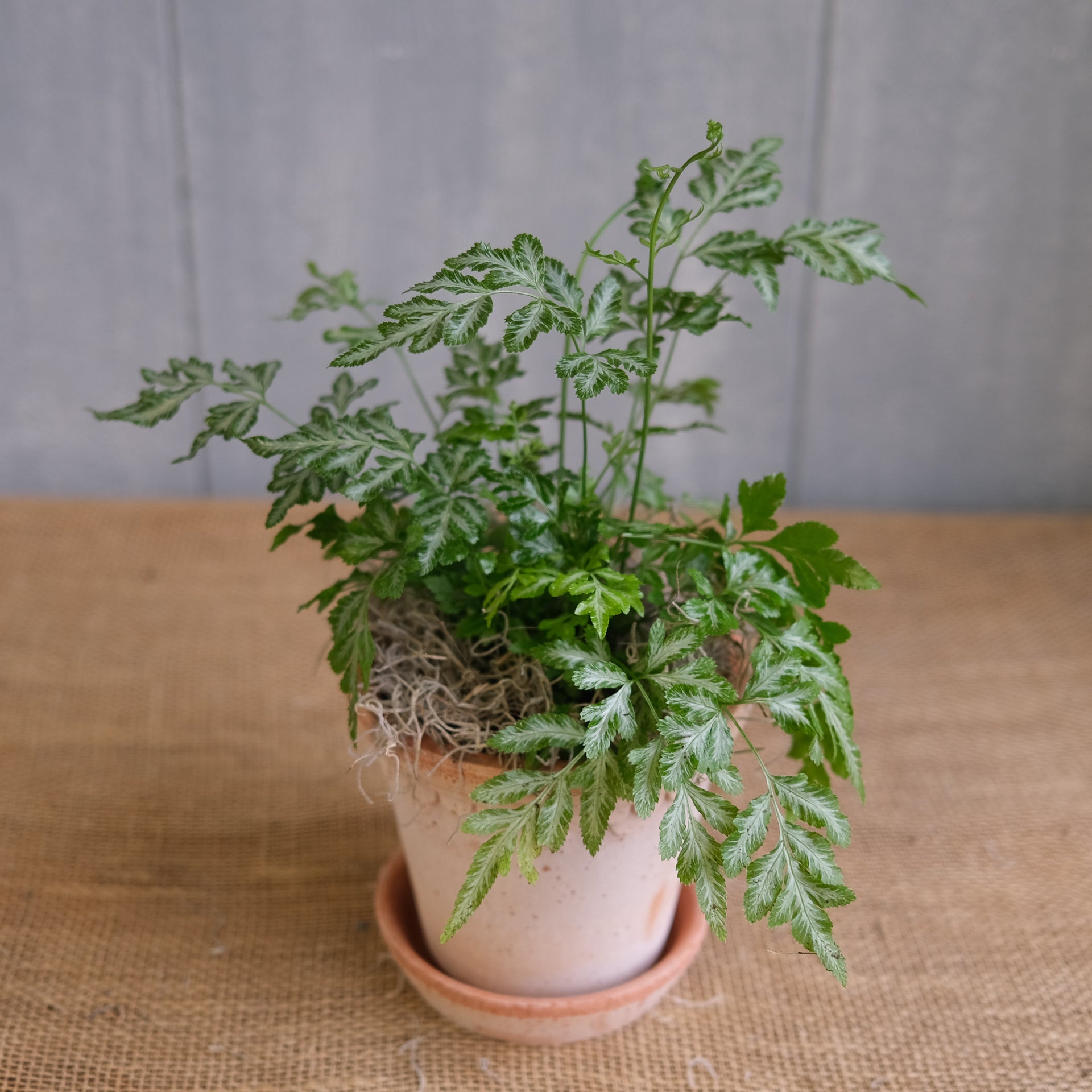 lace fern indoor plant Fern - Silver Lace (Pteris ensiformis)