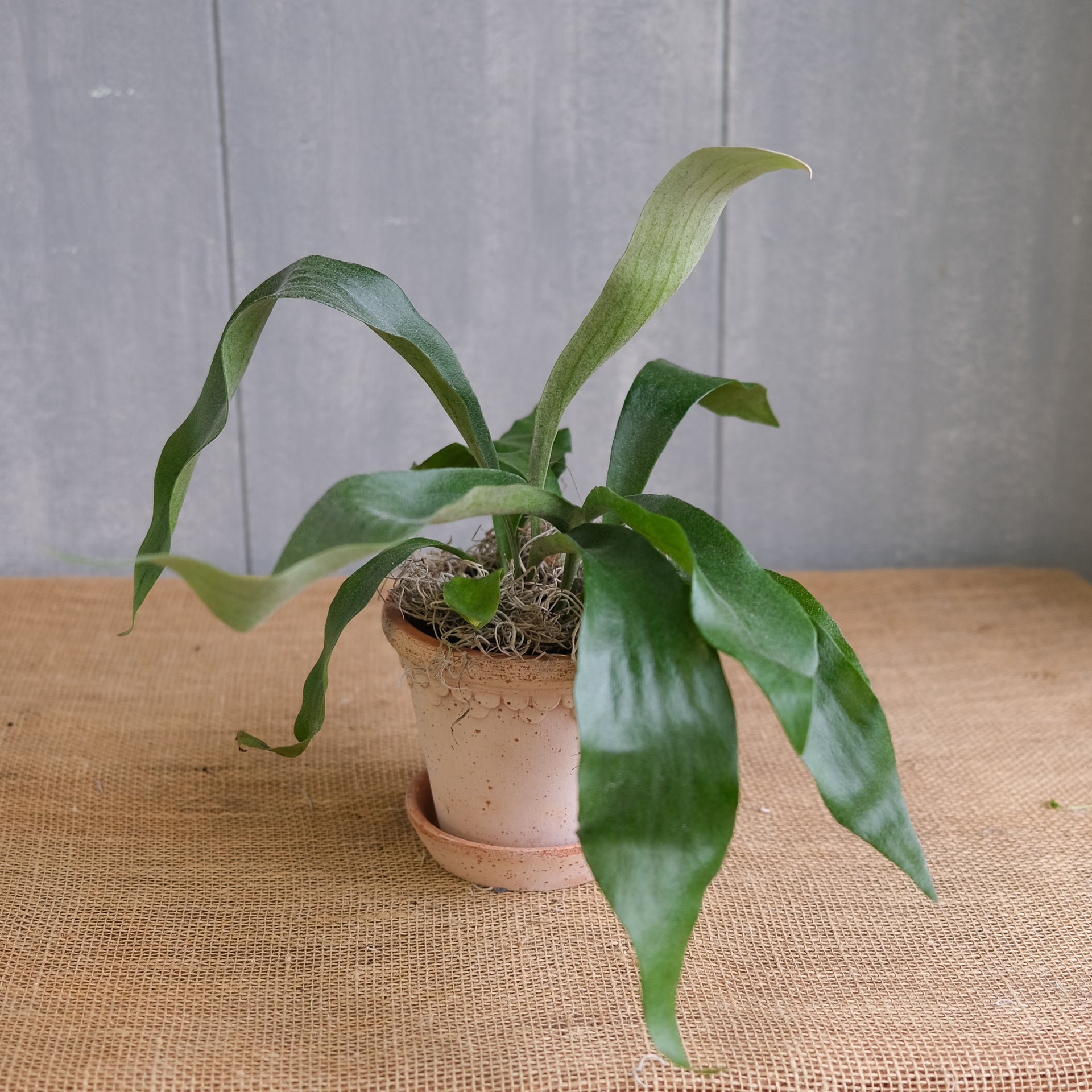 Fern - Staghorn (Platycerium bifurcatum)