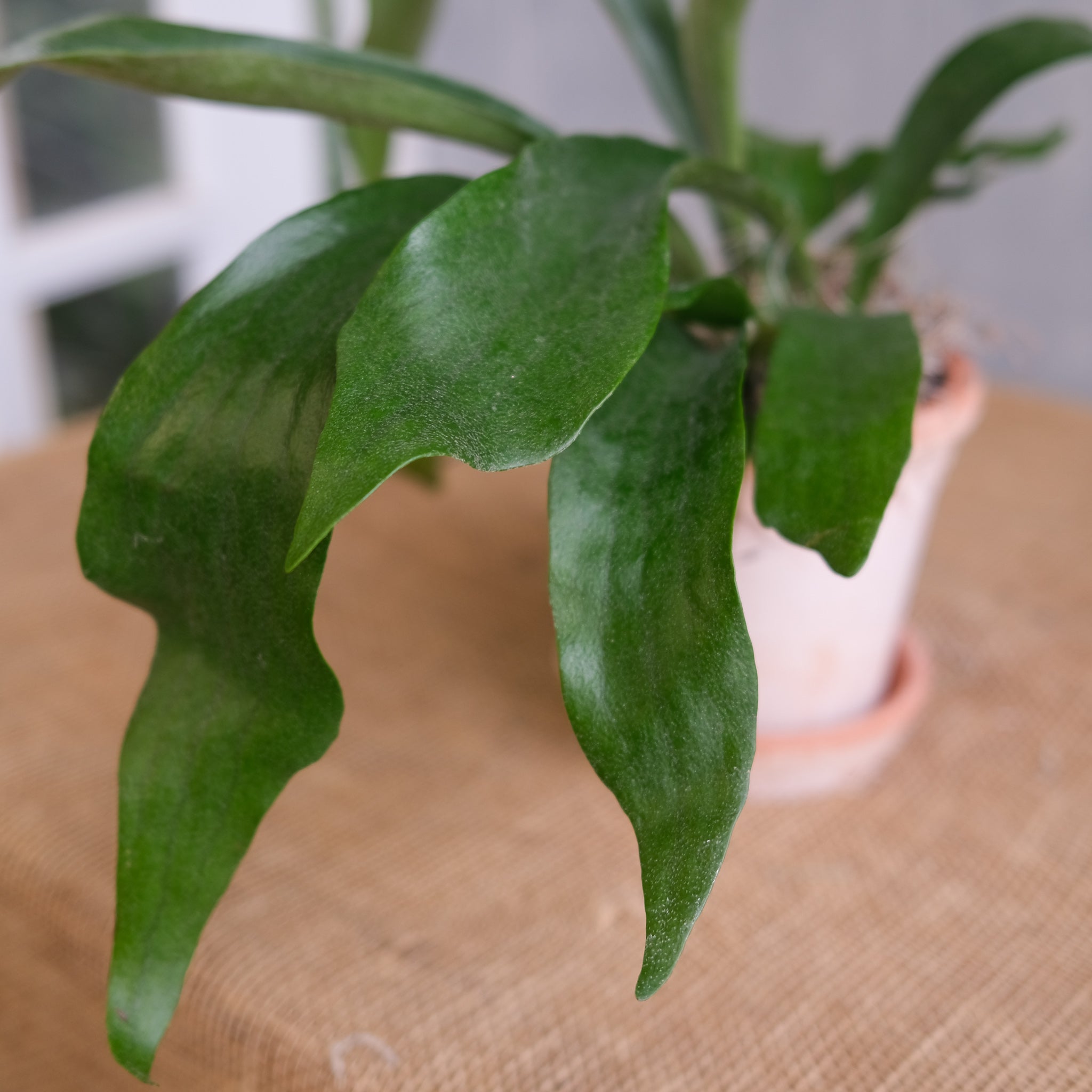 Staghorn Fern, Platycerium bifurcatum | Lexington, KY | Michler's
