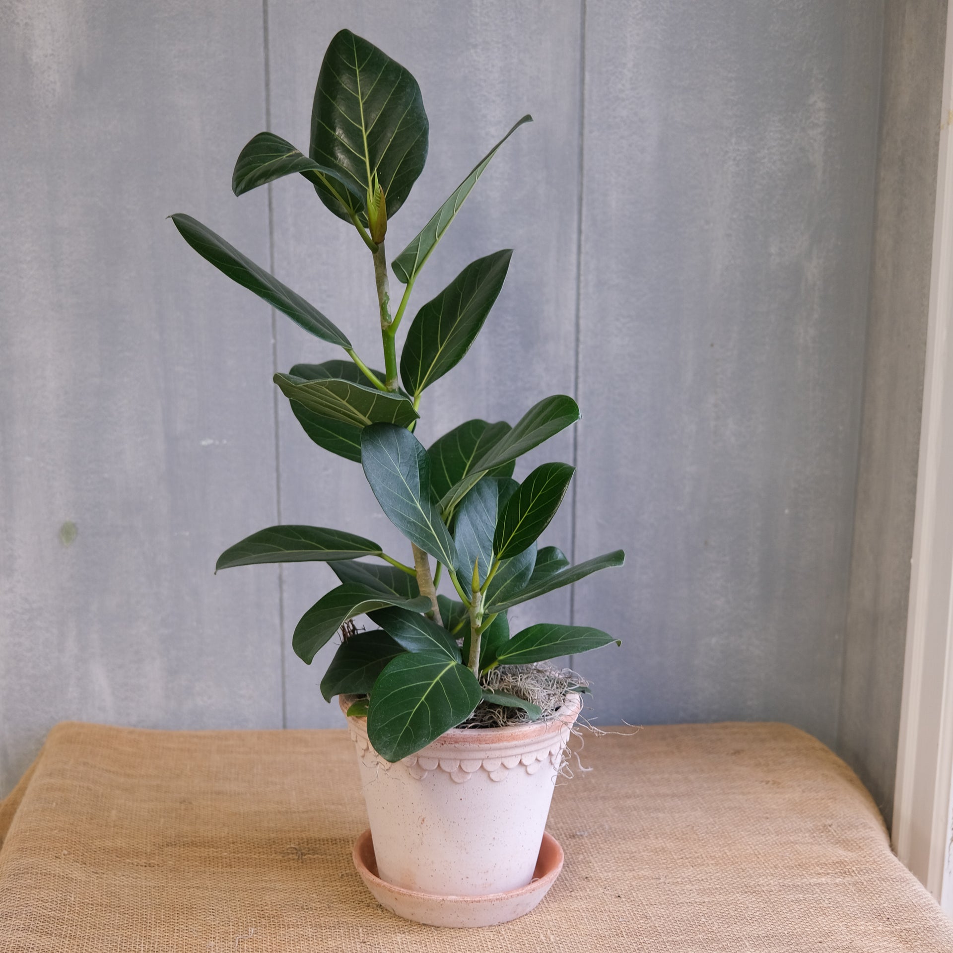 Ficus benghalensis - 'Audrey' | Lexington, KY