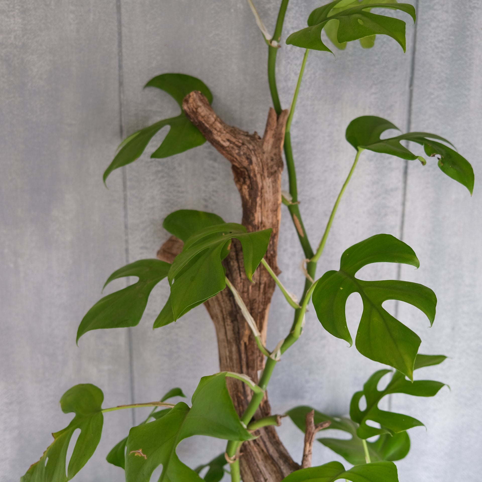 philodendron ginny for sale Philodendron 'Ginny' | Lexington, KY