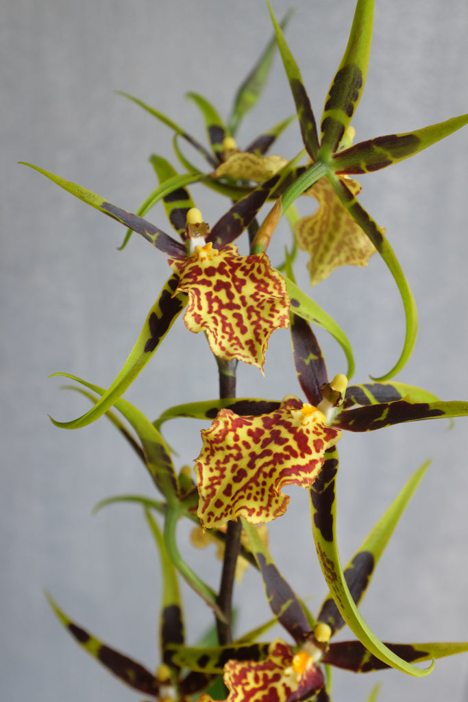 Blooming Oncidium Orchid