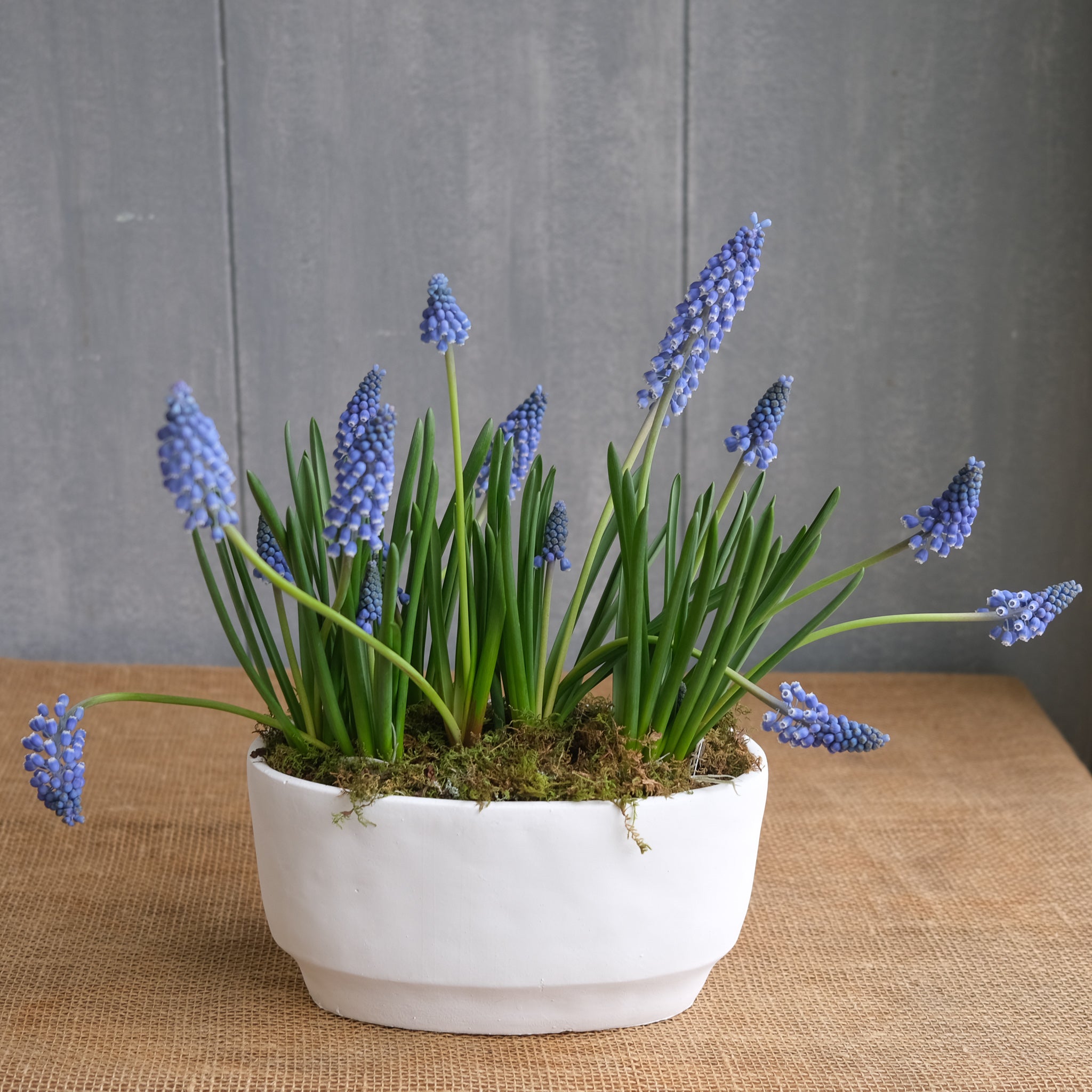 plant hyacinth in pots Potted Grape Hyacinth