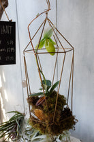 Lady Slipper Orchid - Handing in Metal Prism. Michler's Florist, Greenhouses & Garden Design