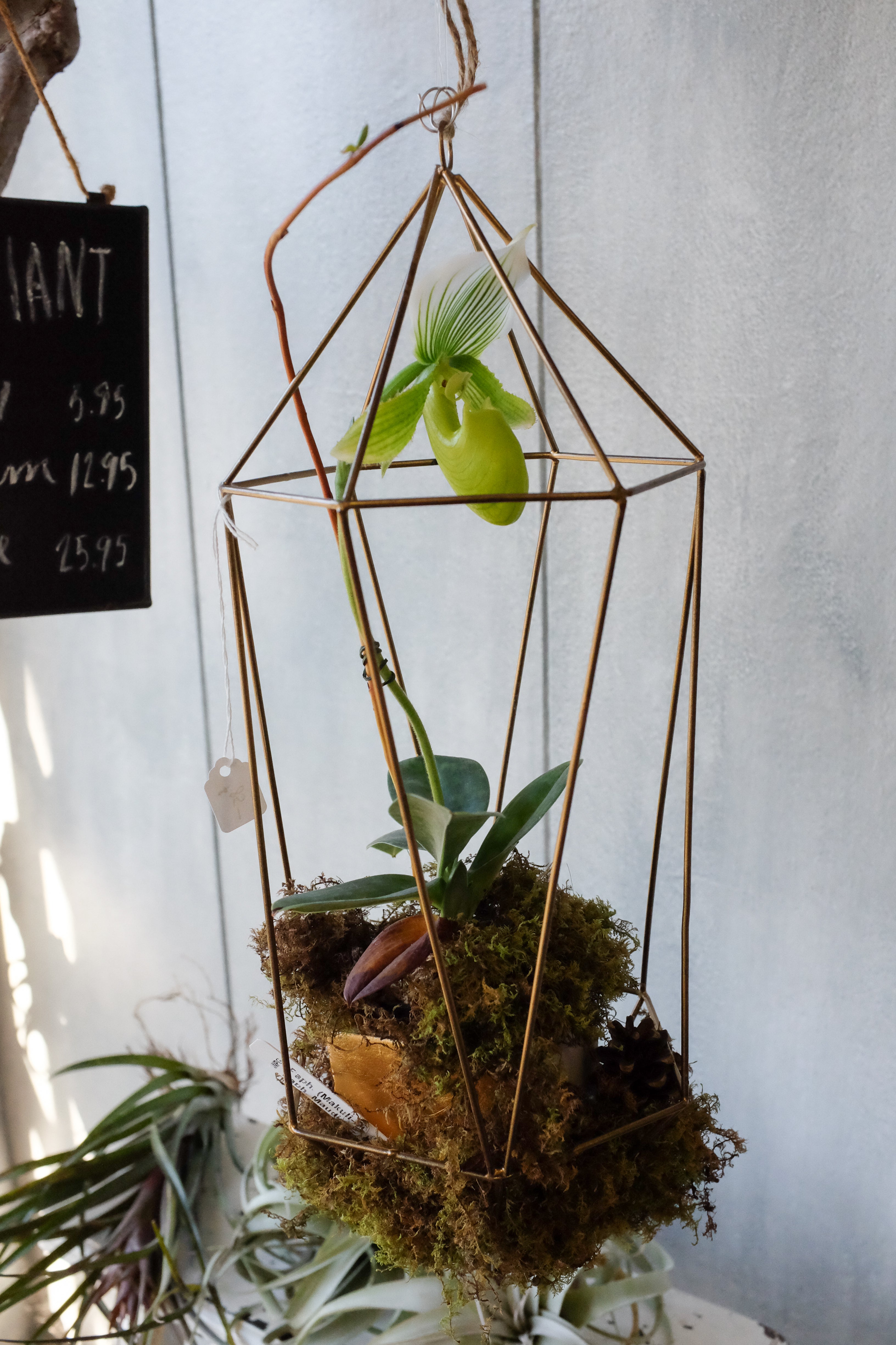 hanging plants orchids Hanging Lady Slipper | Orchids in Lexington, KY