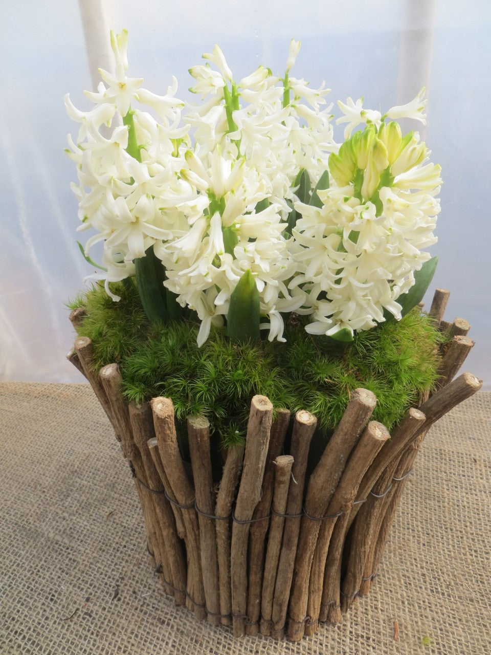 White Hyacinth with moss in Lexington, KY by Michler's Florist 