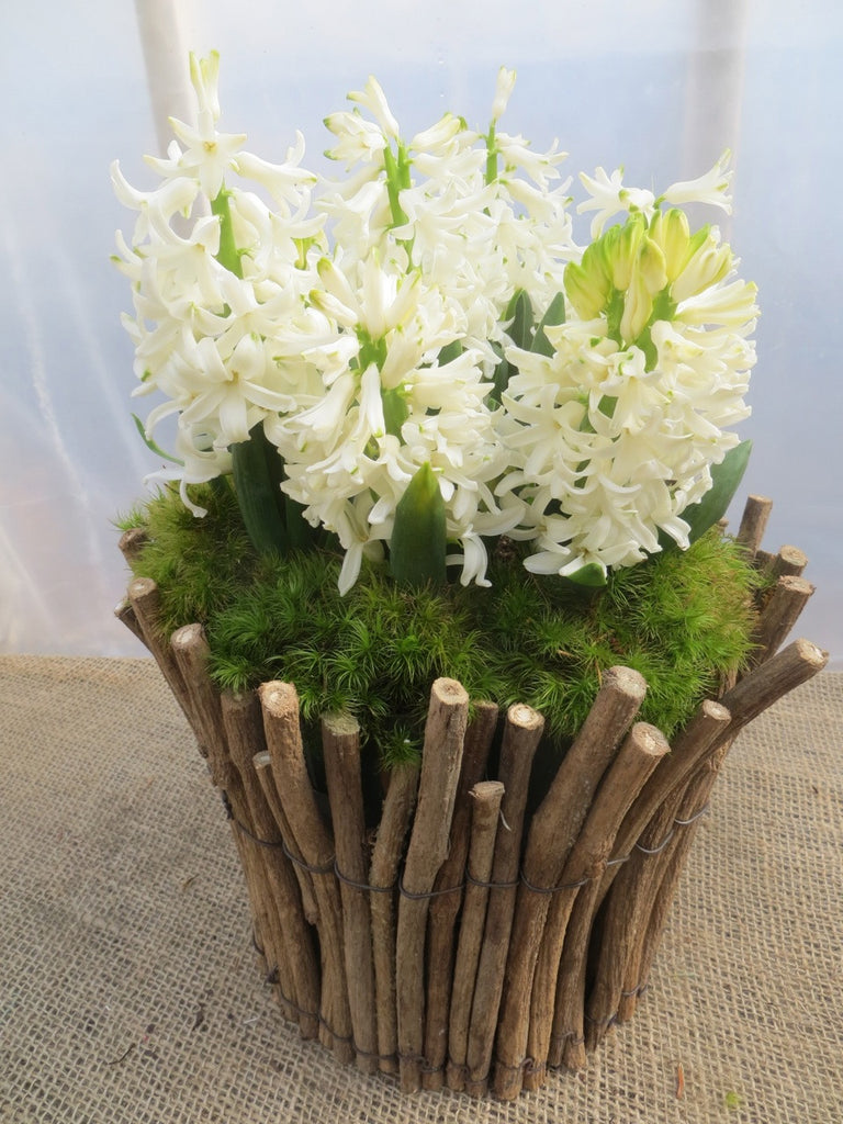 White Hyacinth with moss in Lexington, KY by Michler's Florist 