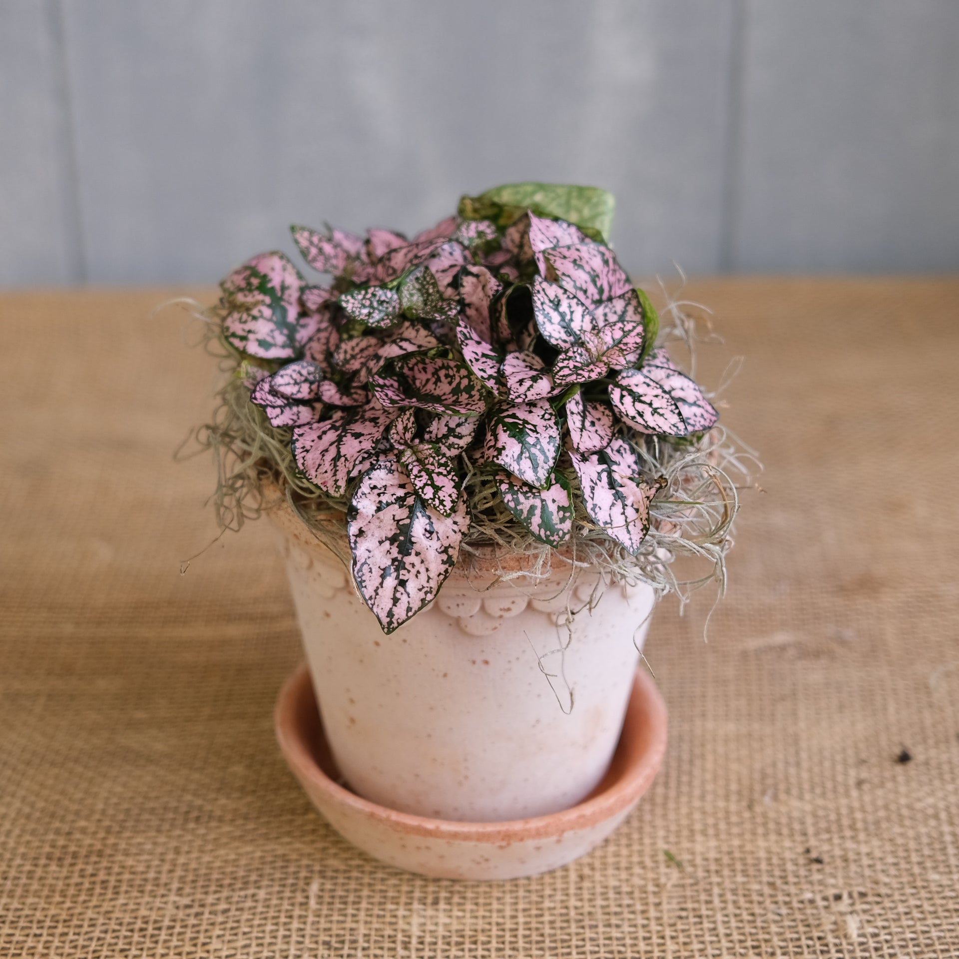 pink flower pot plant Pink Splash (Hypoestes phyllostachya) | Lexington, KY