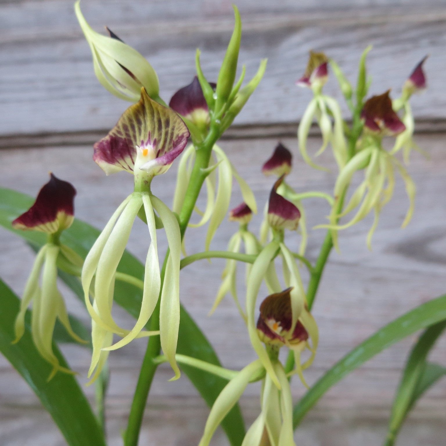 Exotic Orchid Plants | Lexington, KY | Michler's Florist – Michler's ...