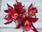 Cattleya Orchid Flowers at Michler's Florist, Greenhouses & Garden Design