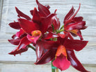 Cattleya Orchid Flowers at Michler's Florist, Greenhouses & Garden Design