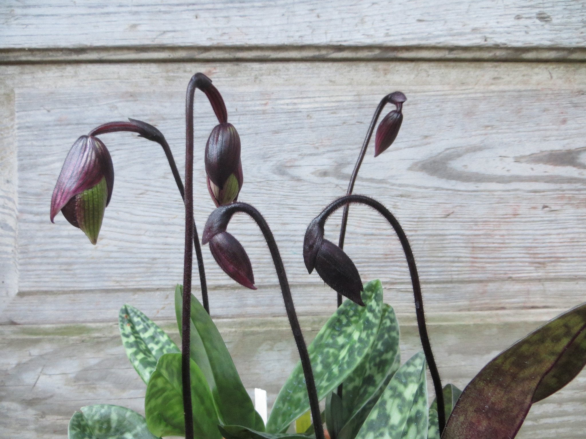 Lady Slipper Orchids (Paphiopedilum) at Michler's Florist, Greenhouses & Garden Design in Lexington, KY