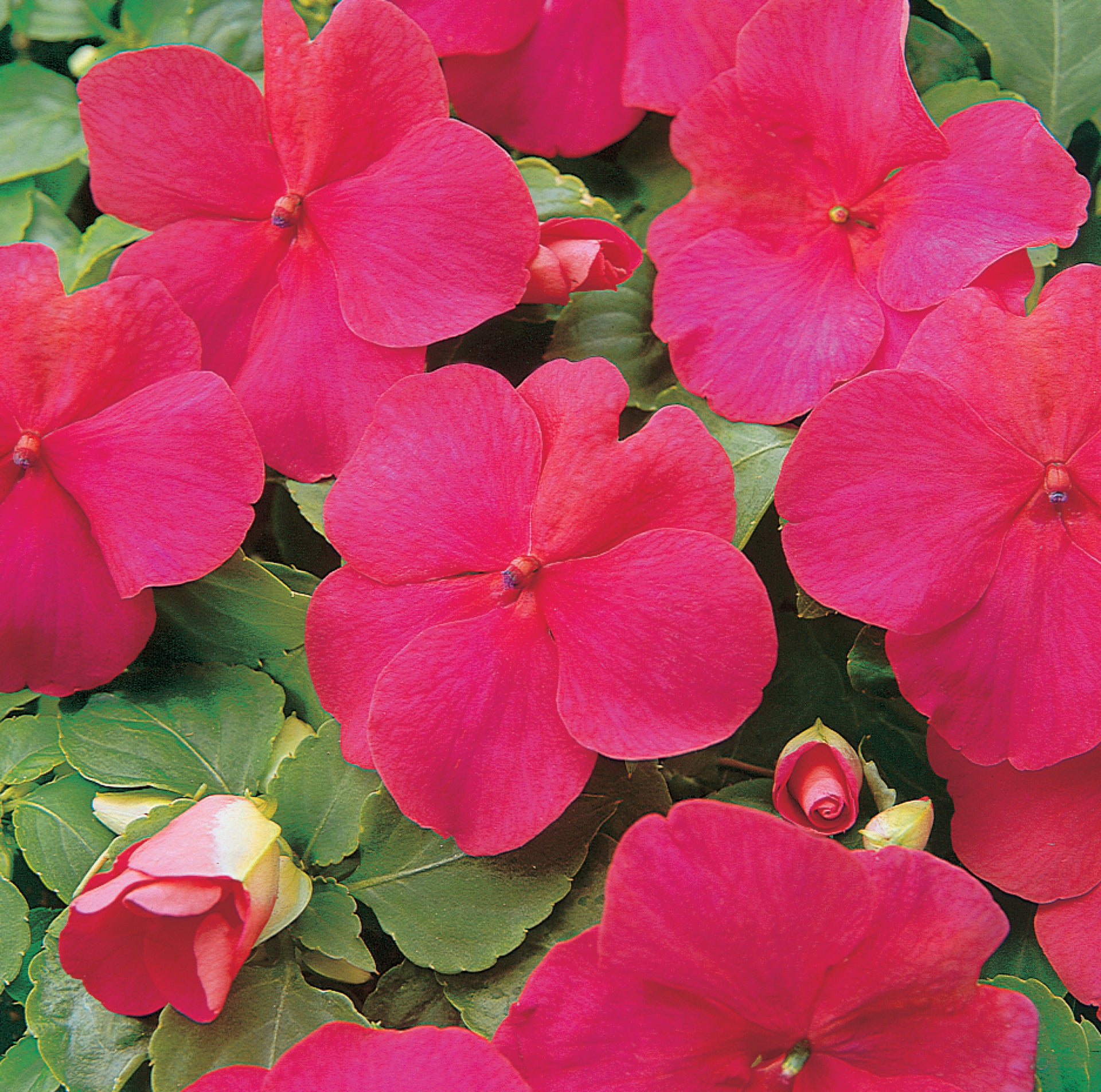 Impatiens 'Super Elfin Lipstick' Michler's Florist, Greenhouses