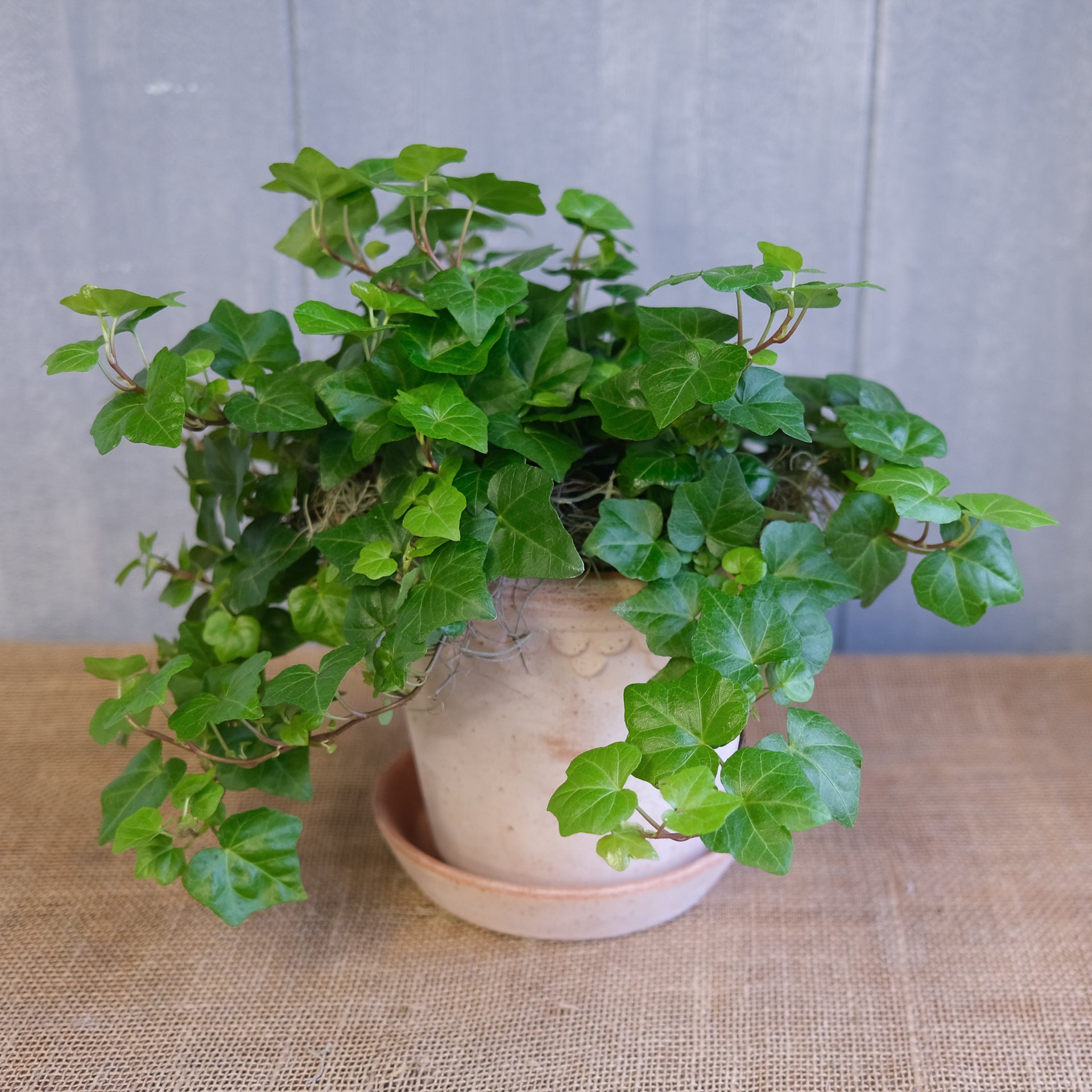 English Ivy | Lexington, KY
