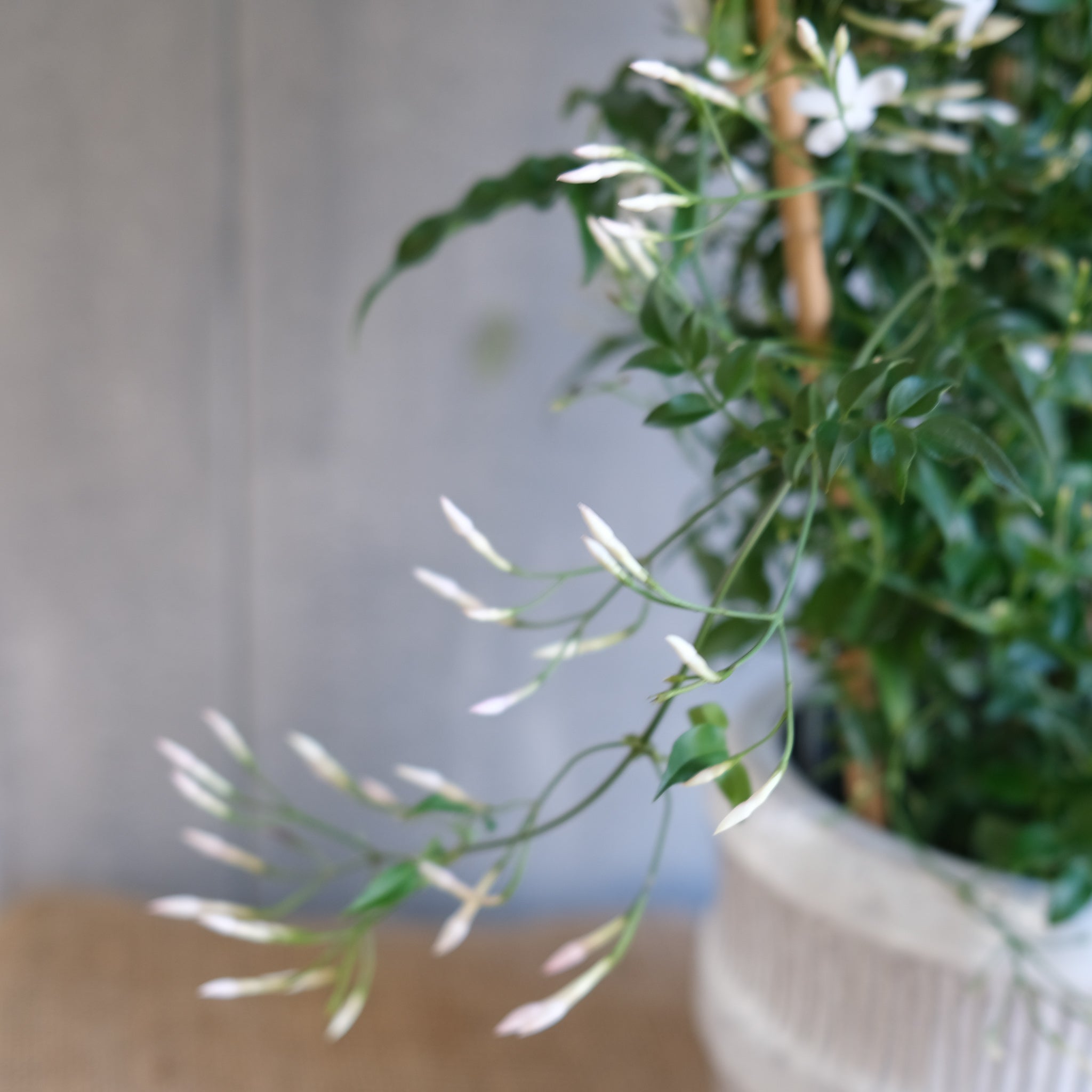 potted jasmine plants for sale Potted Jasmine