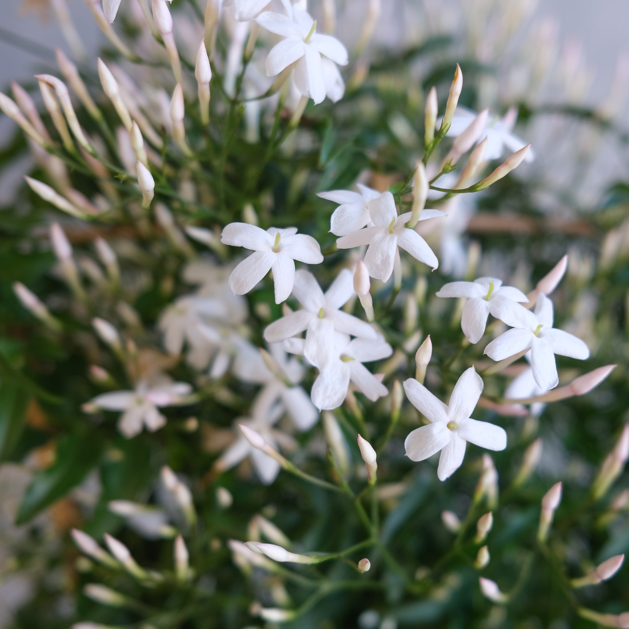 white jasmine potted plant Potted Jasmine
