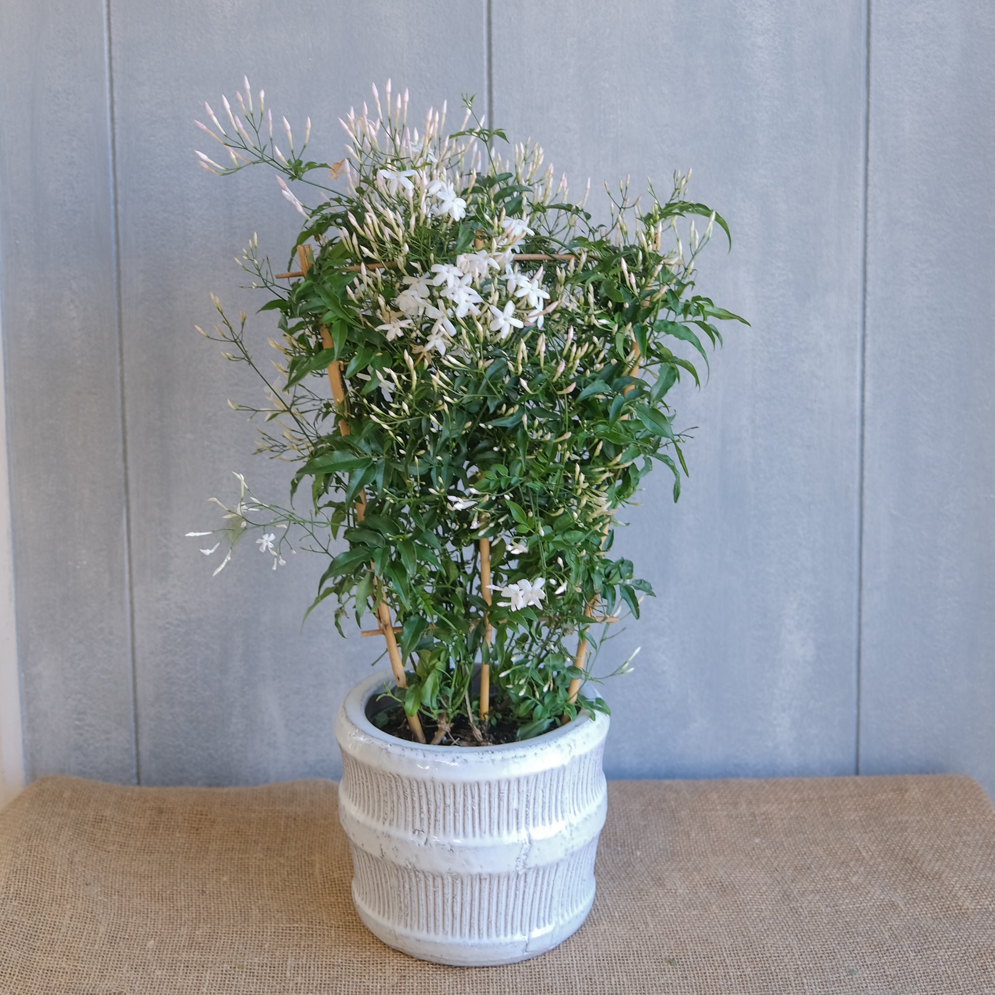 succulent jasmine Potted Jasmine l flowering Plant by Michler Florist l Lexington KY – Michler's Florist, Greenhouses & Garden Design
