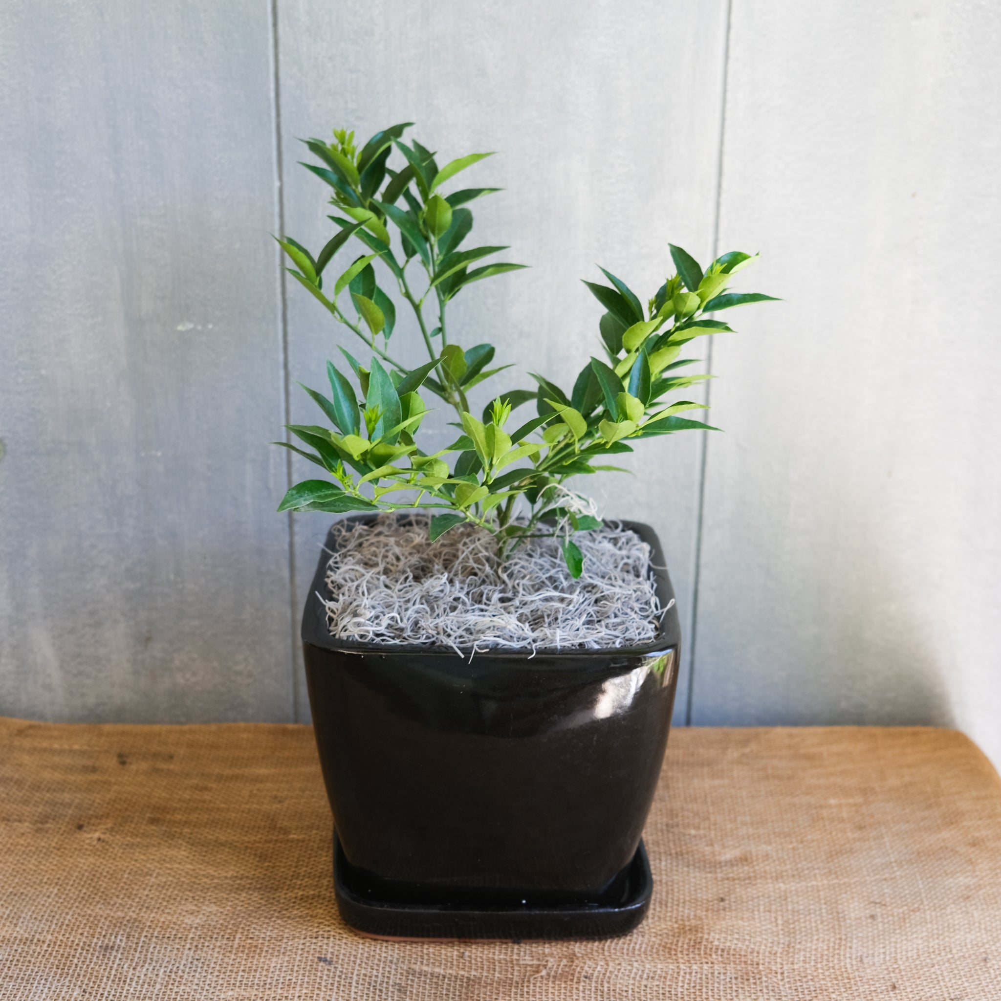 Key lime plant in a black, glazed pot, dressed with Spanish moss.