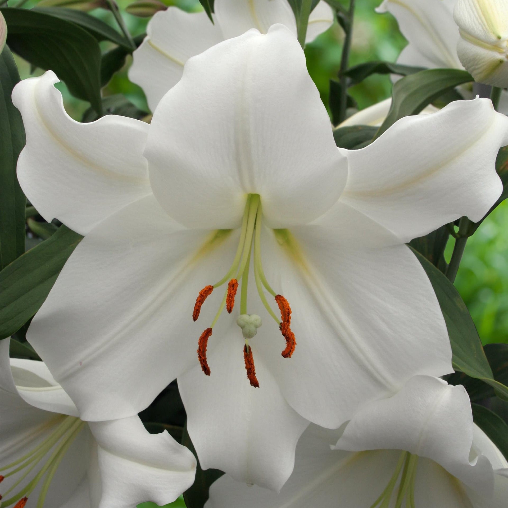 muy mucho white lily Lilium 'Casa Blanca' (Oriental Lily) – Michler's Florist, Greenhouses &  Garden Design