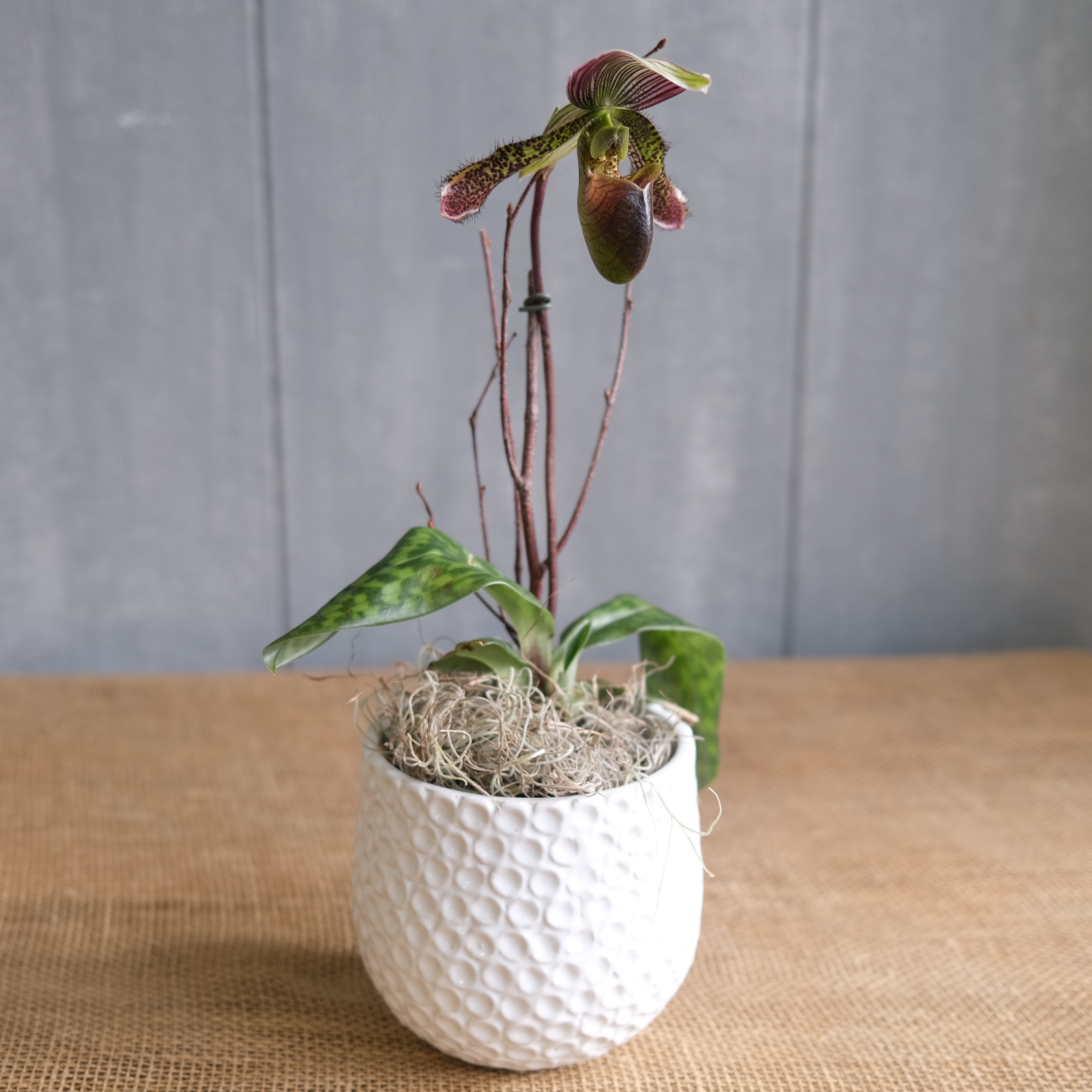 Lady Slipper Orchid Michler s Florist Greenhouses Garden Design