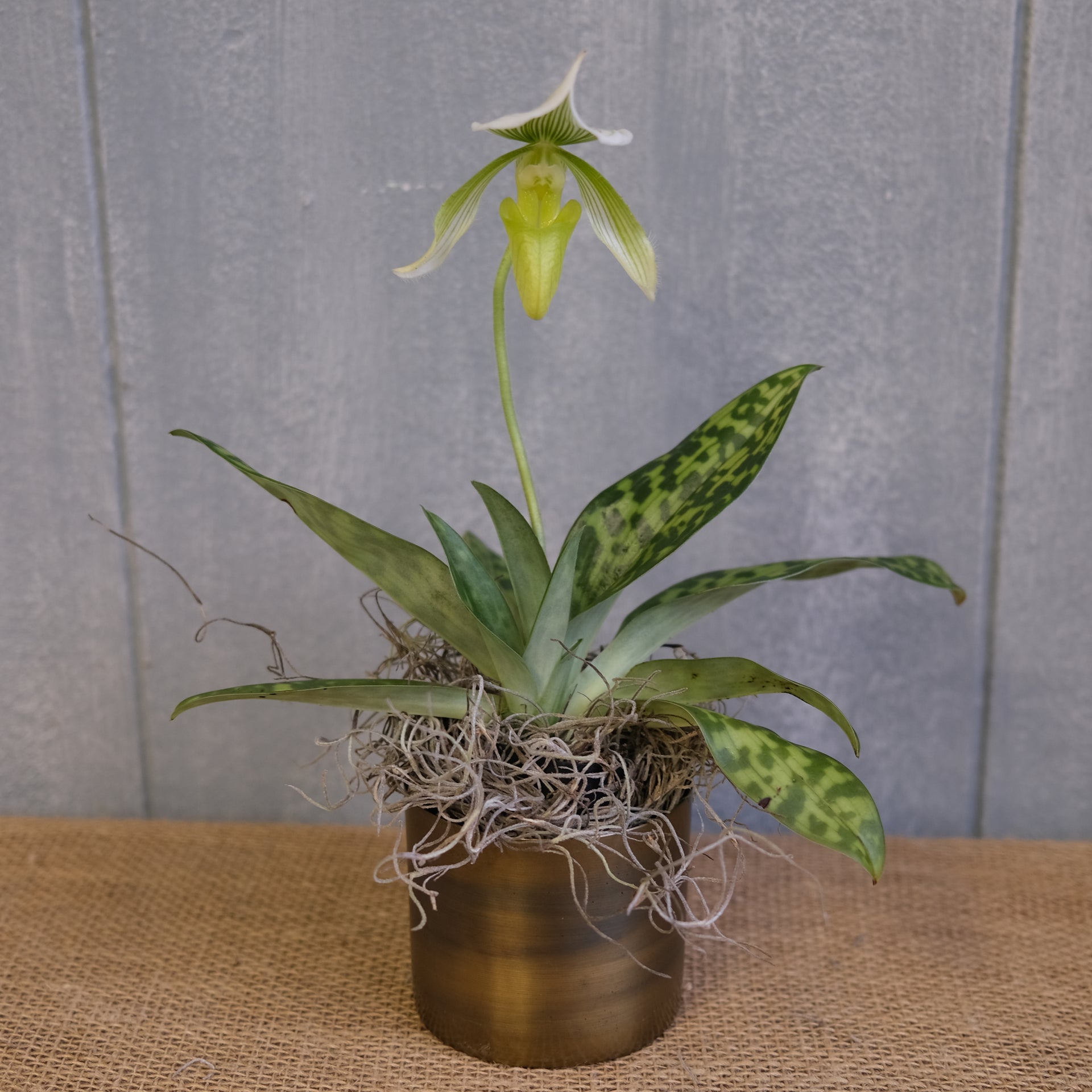 Lady Slipper Orchid - Main Image