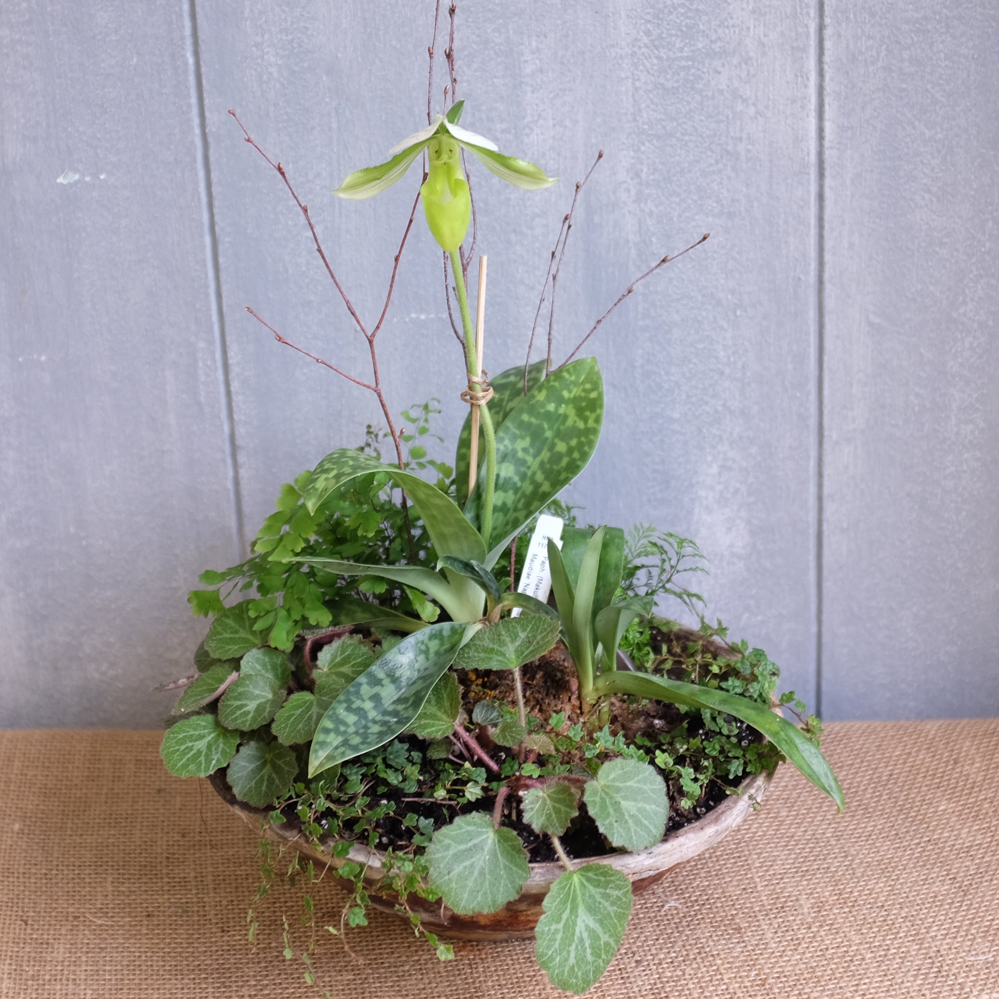 orchid planter with fern, strawberry begonia, and lady slipper orchid by Michler's