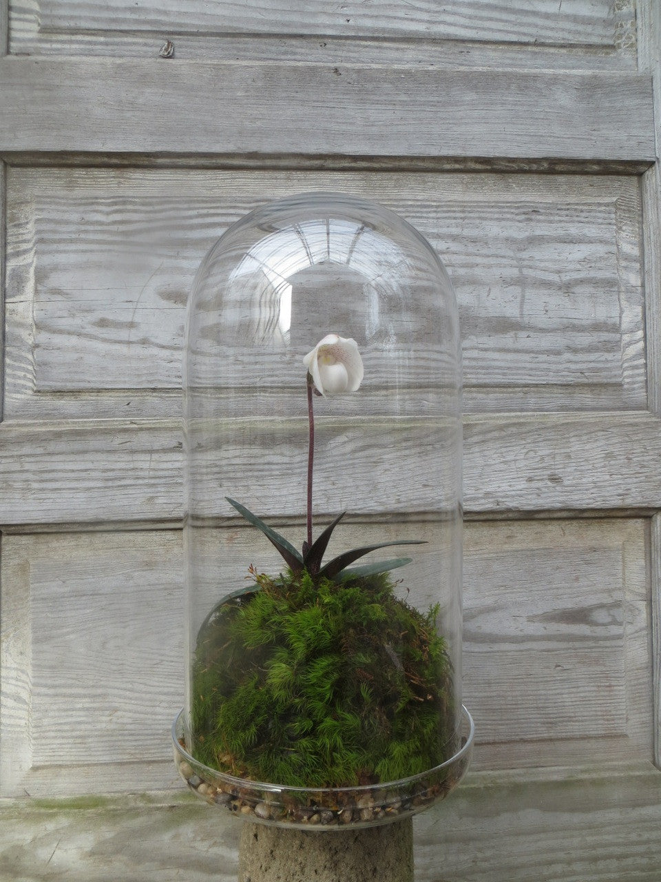 cloche terrarium plants Lady Slipper Orchid Cloche | Lexington, KY Florist