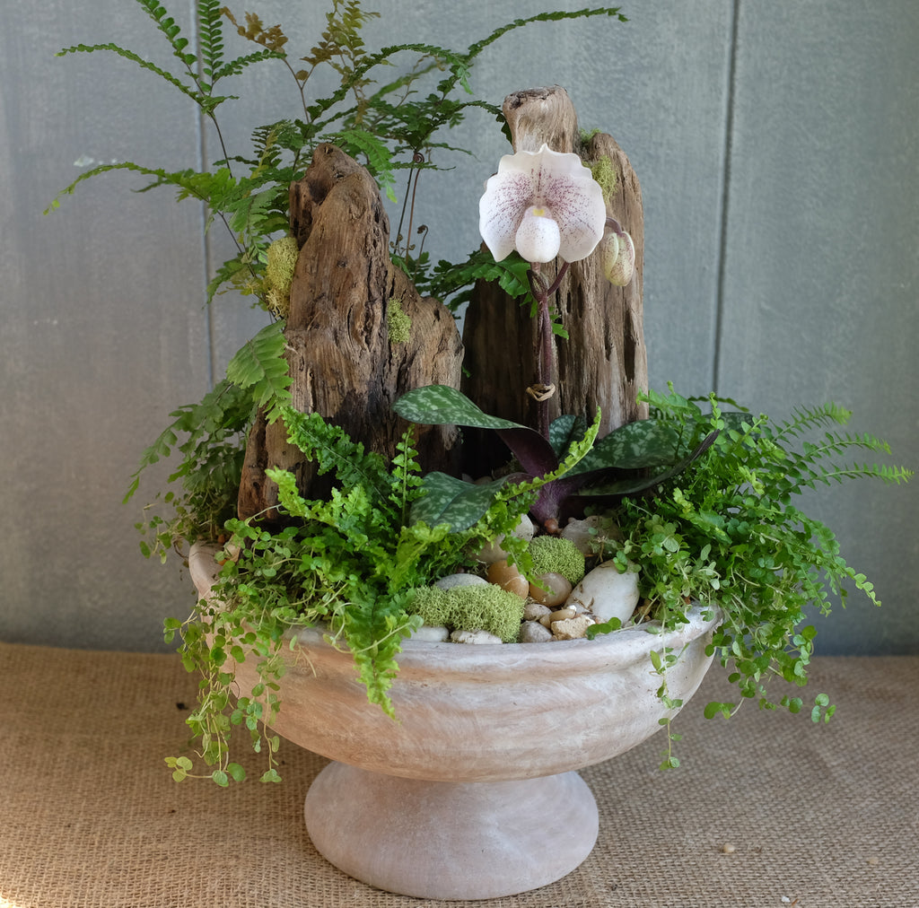 Lady Slipper Orchid Garden