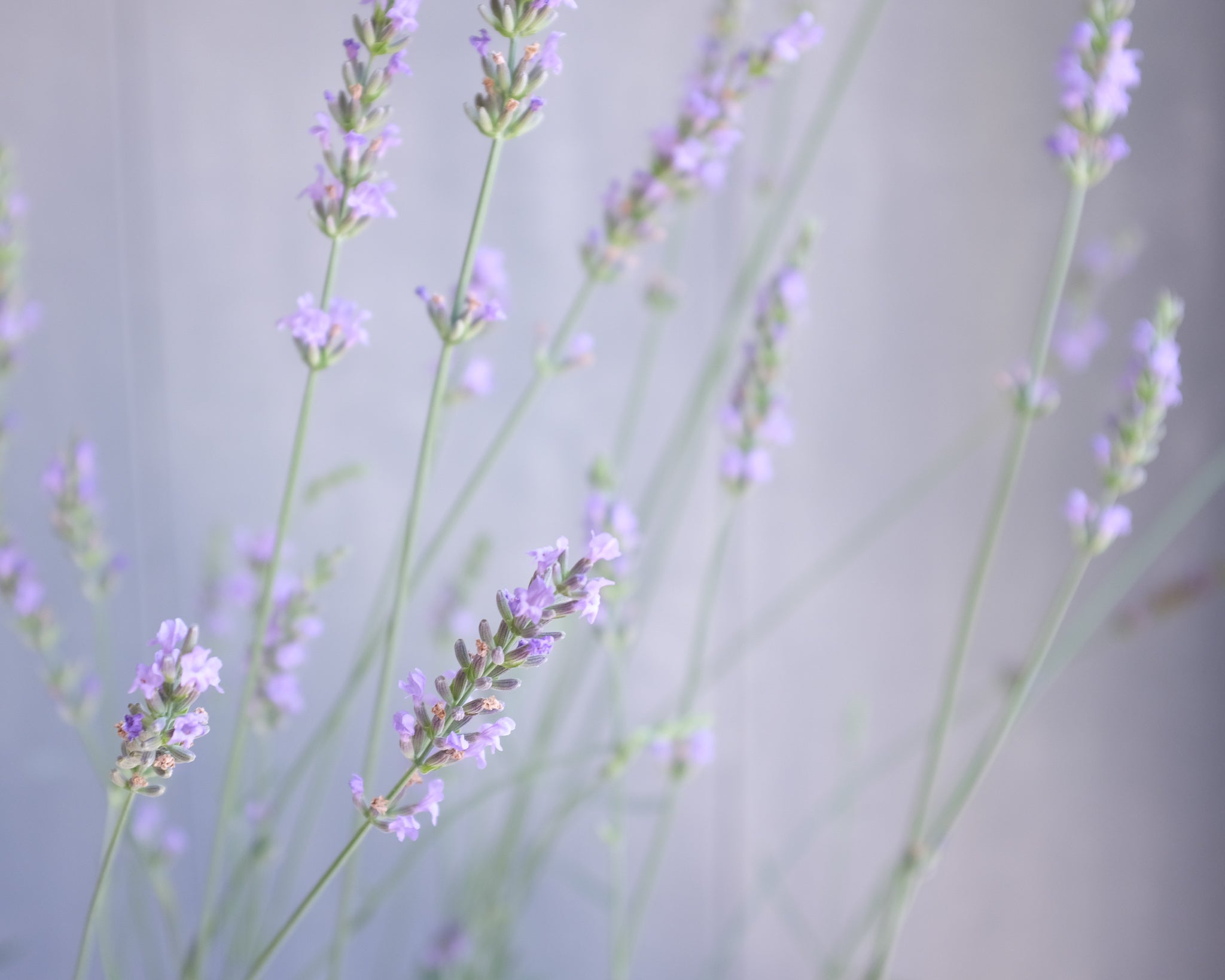 lavender plants next day delivery Basket of Lavender