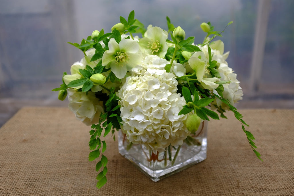 Lenten Bells: White Lenten roses (Hellebore) designed with Hydrangea and Maiden Hair Fern