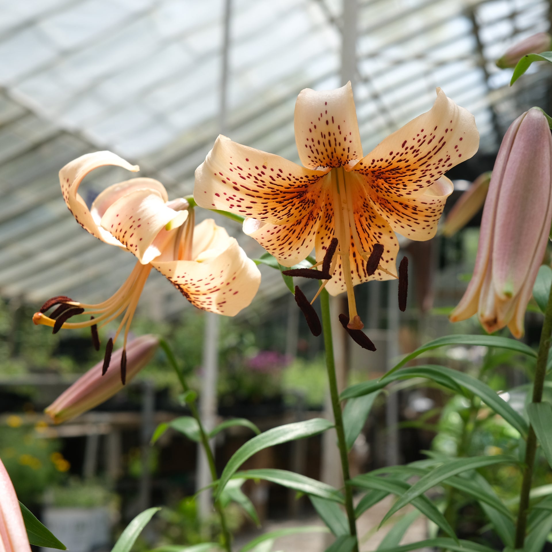 Lilium lancifolium 'Splendens' (Tiger Lily) | Lexington, KY