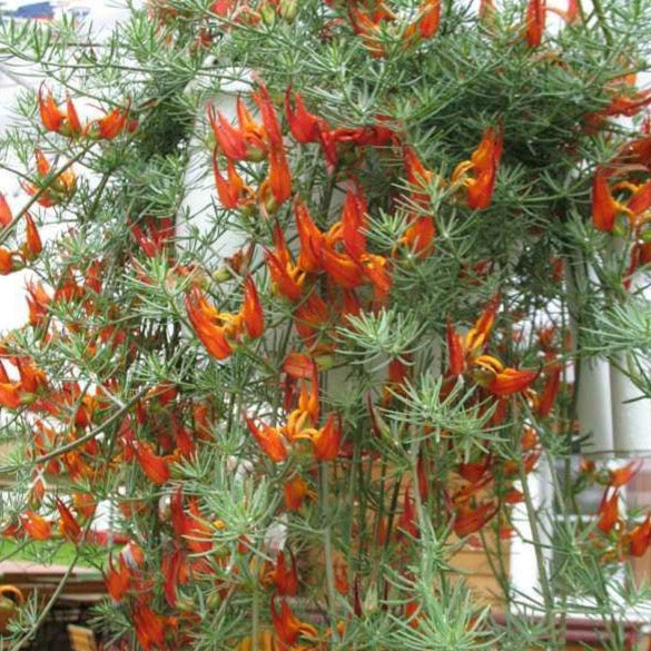 hanging lotus plant Lotus berthelotii