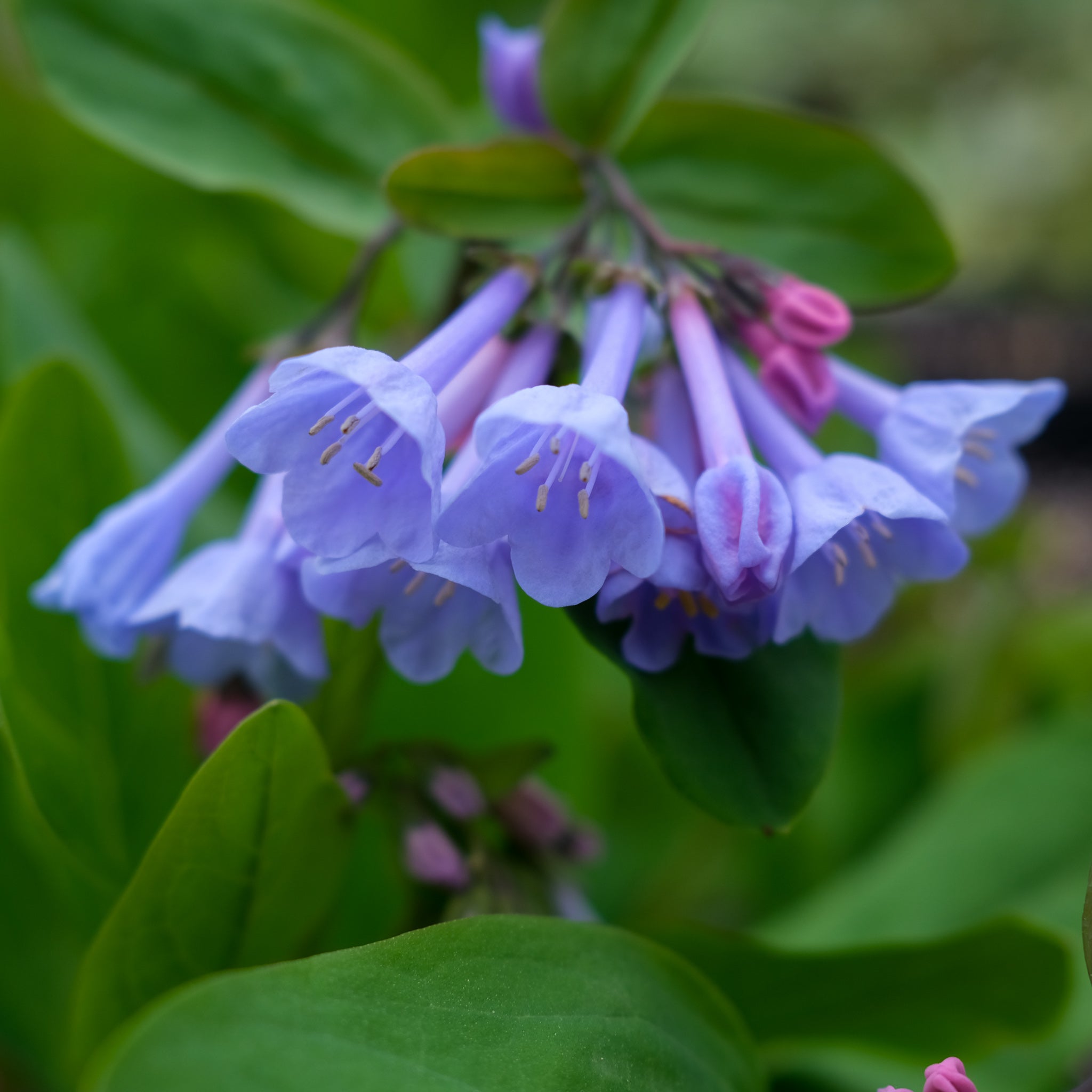 Mertensia virginica (Virginia Bluebells)