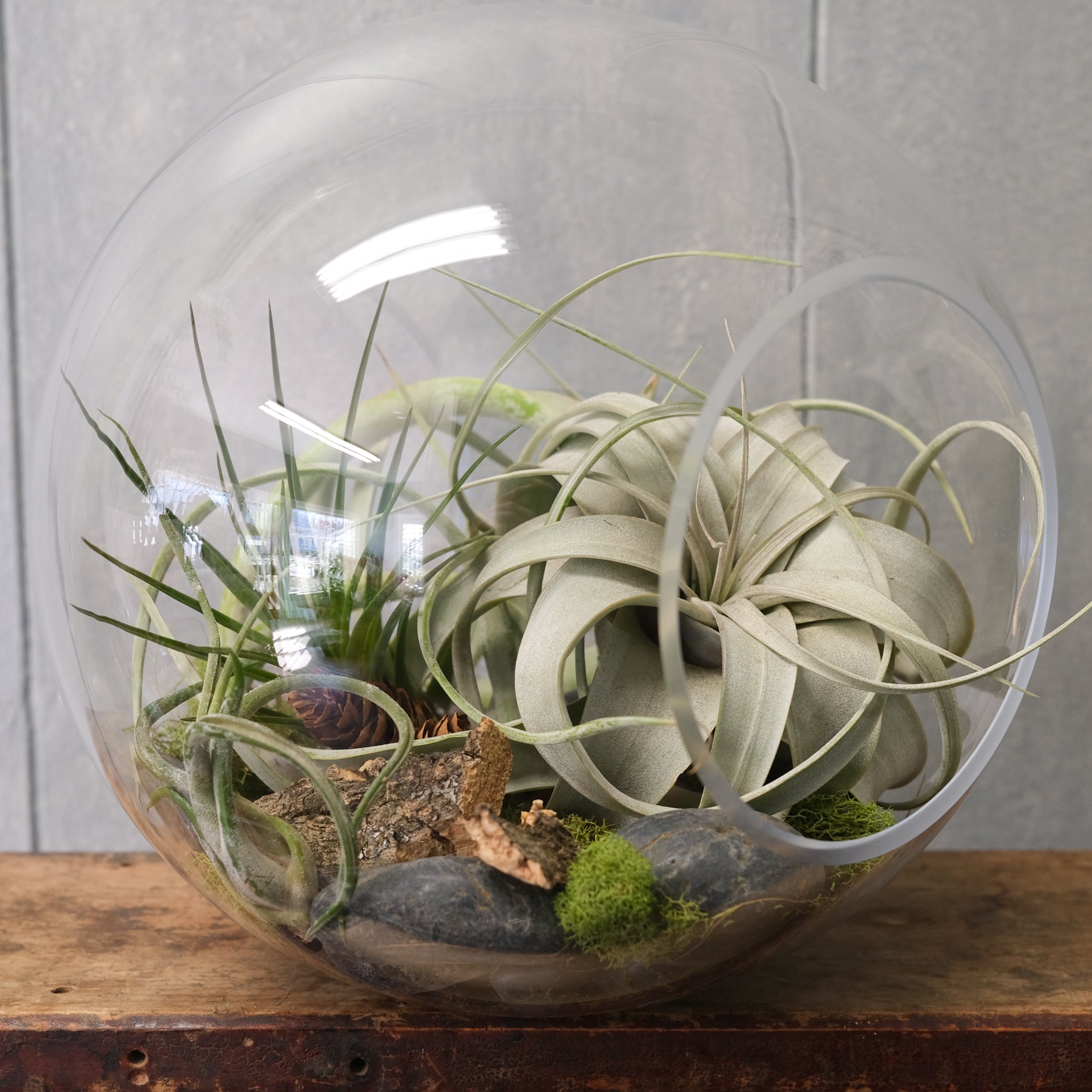 hanging globes for air plants Air Plant Sphere | Terrariums in Lexington, KY