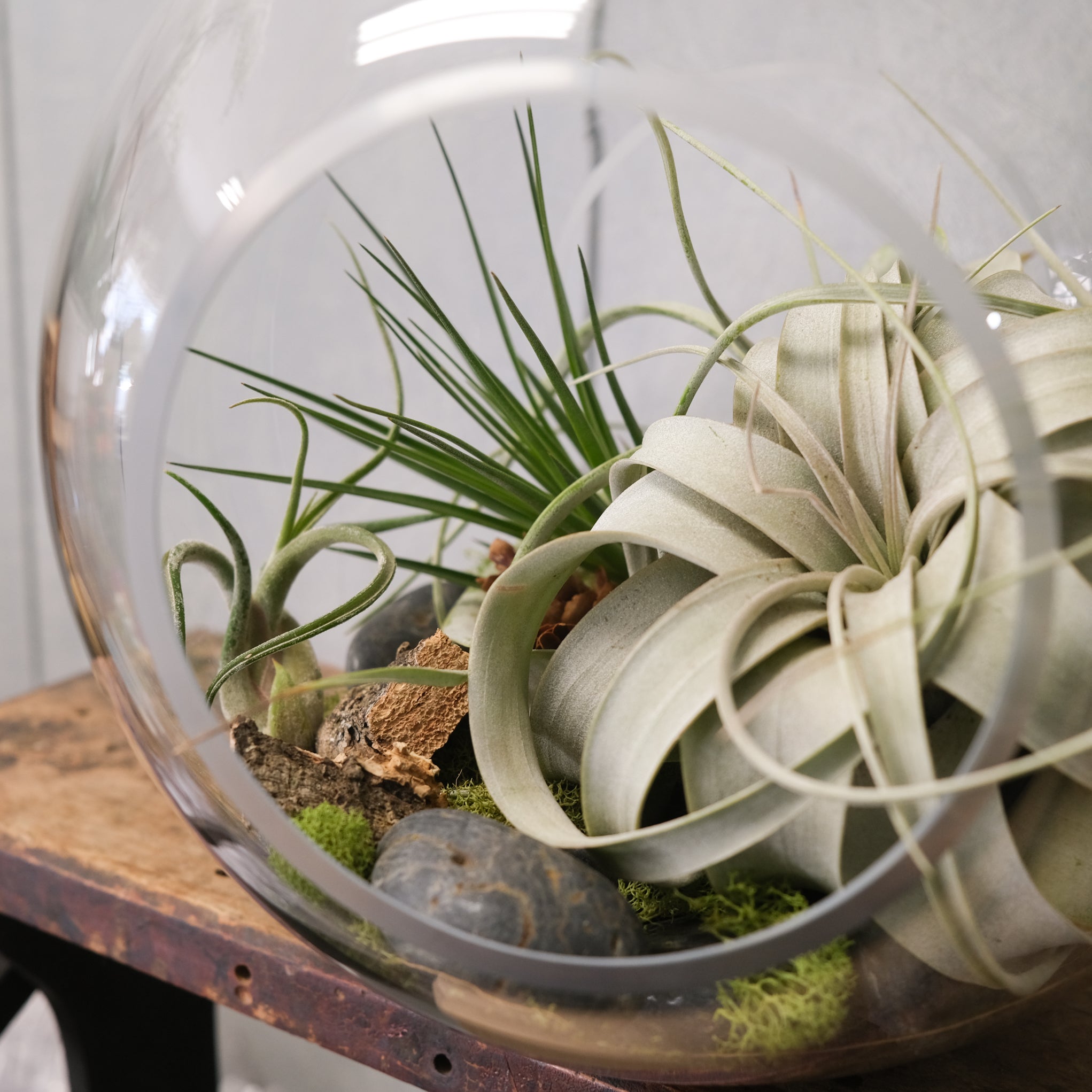 glass terrarium for air plants Air Plant Sphere | Terrariums in Lexington, KY