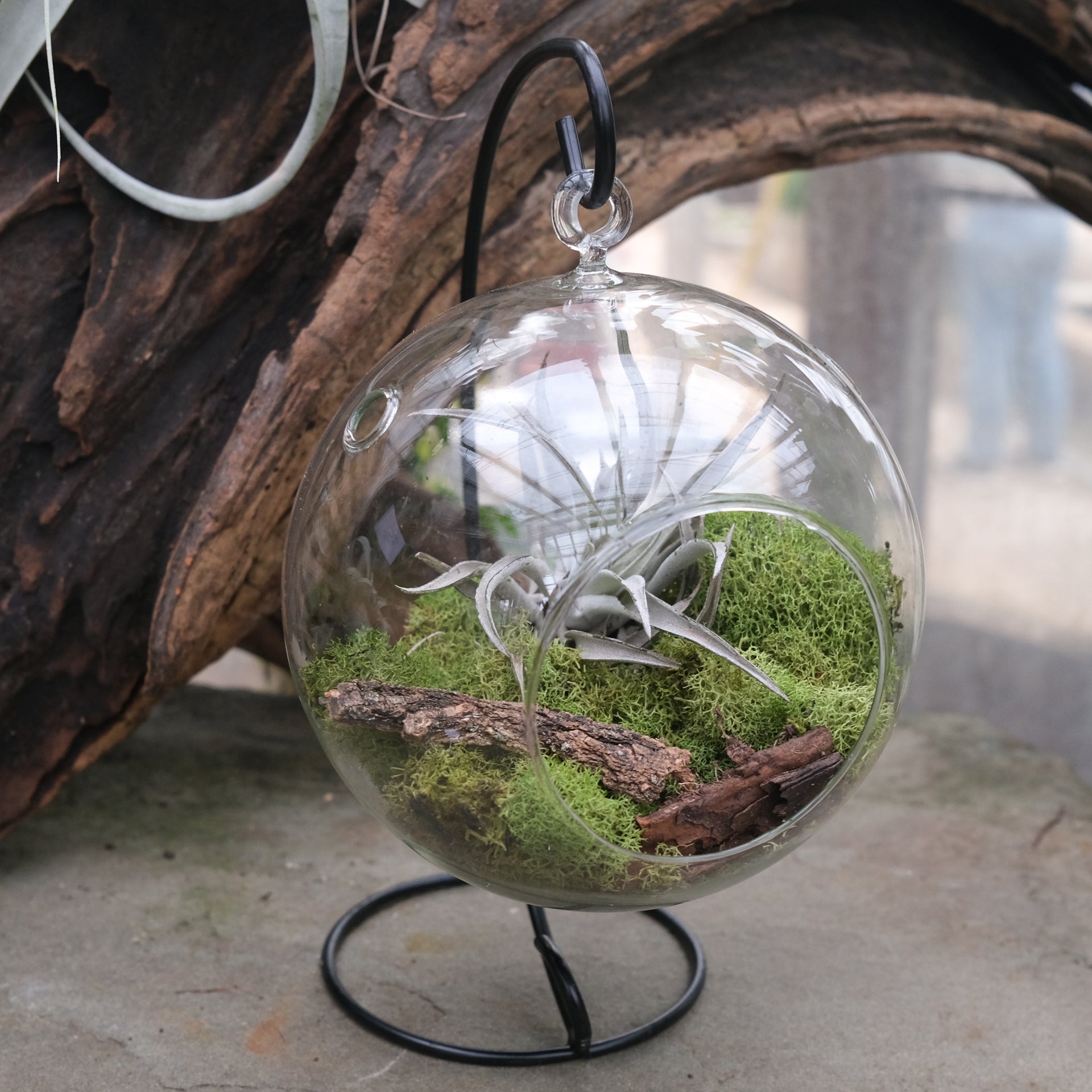 air plant and moss terrarium Air Plant Sphere | Terrariums in Lexington, KY