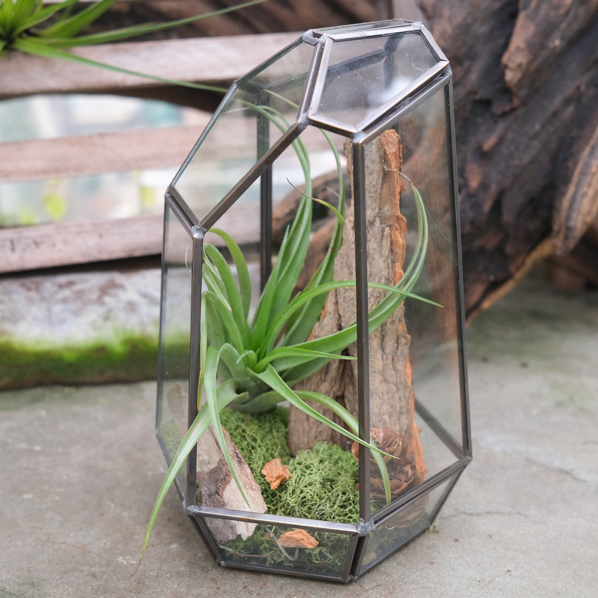 geometric air plant Air Plant Sphere | Terrariums in Lexington, KY